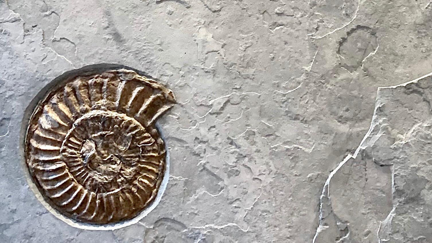 Fossilised Ammonite wall plate with oysters from the Jurassic Coast, Dorset. 

'Ammonoidea'
Permian  (298-252 million years ago)
148 x 103 x 5 cm
Jurassic Coast, Dorset, UK 

Dimensions: 148 x 103 x 5 cm