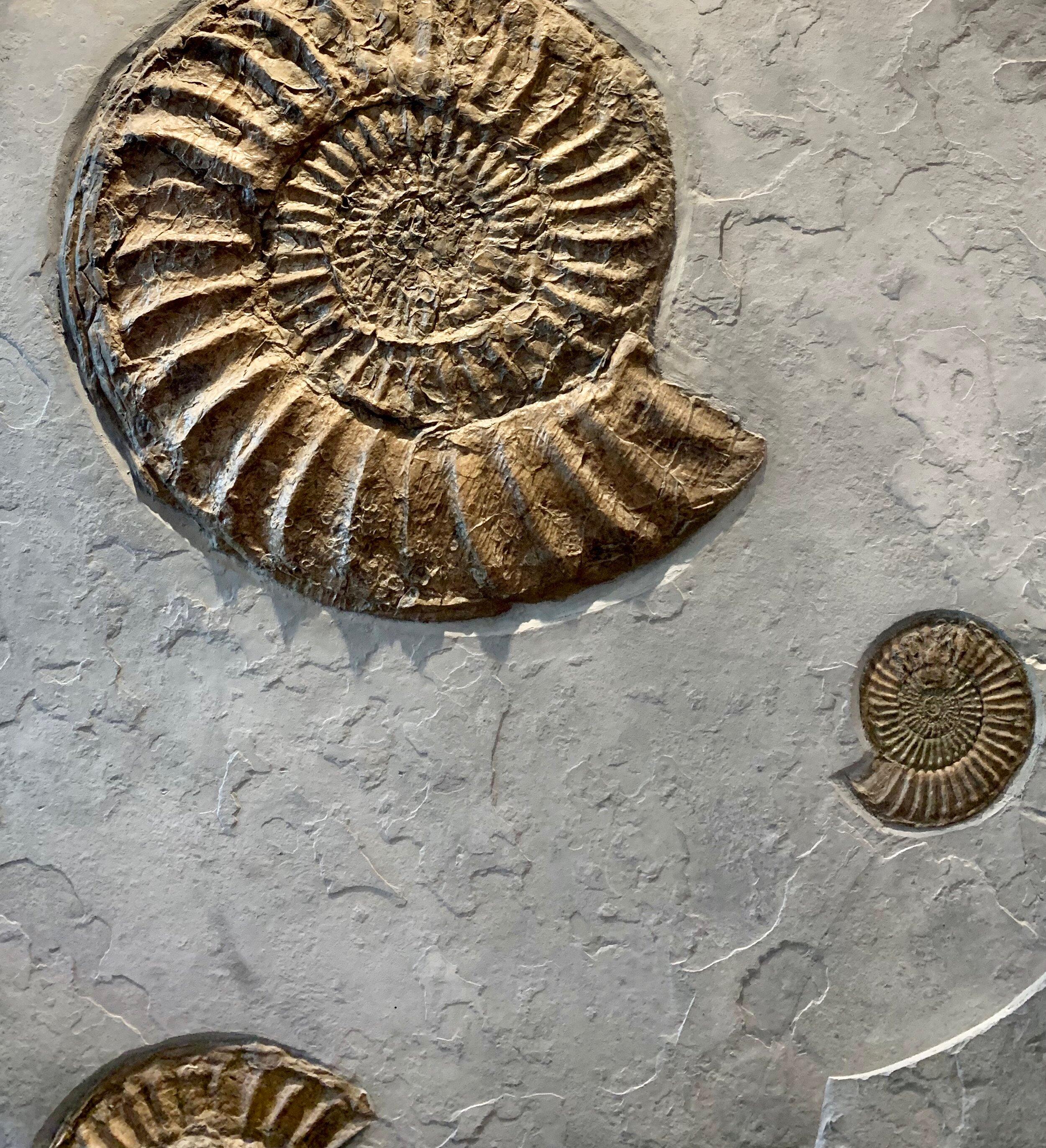 British Fossilised Ammonite Wall Plate