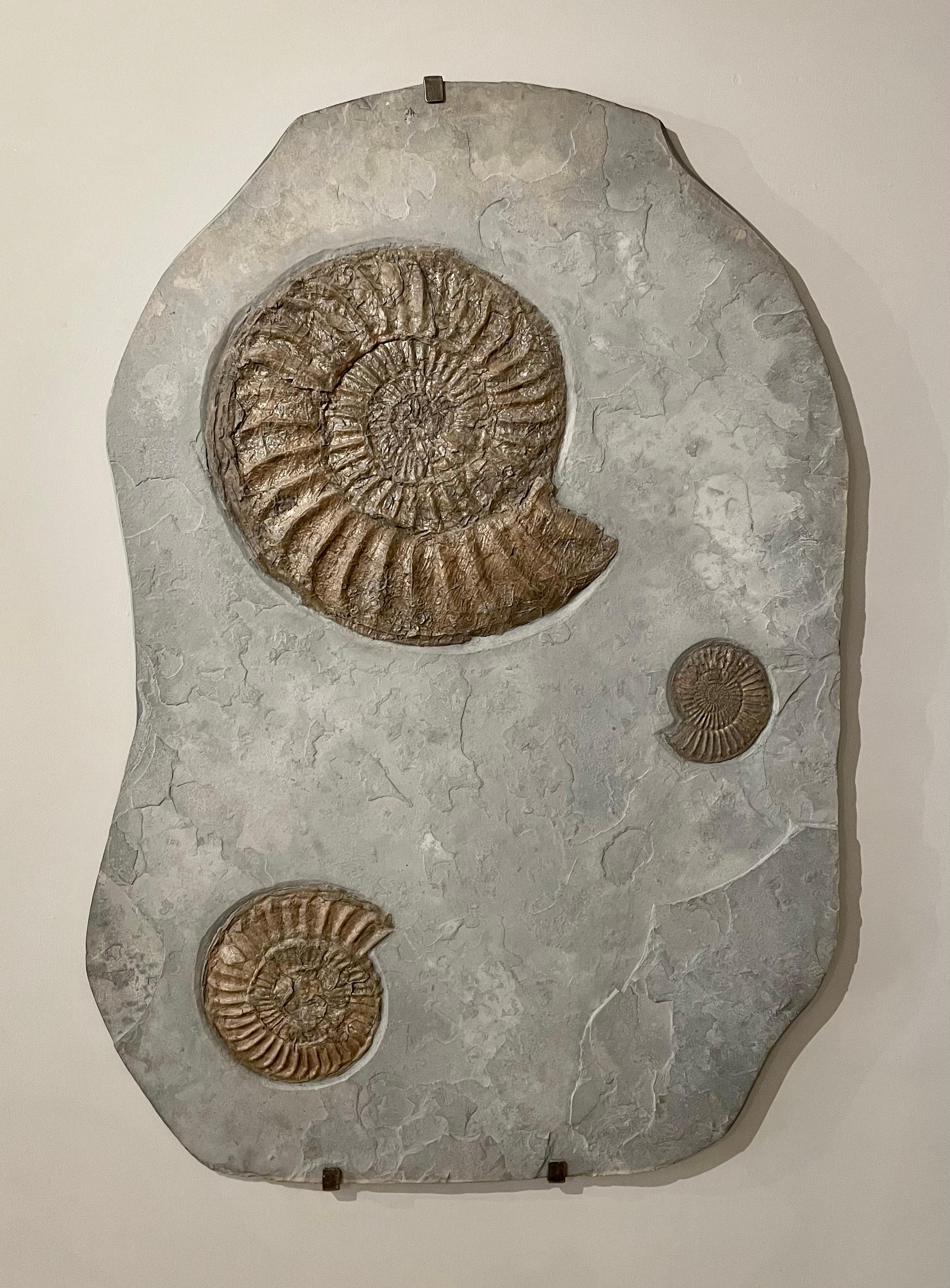 18th Century and Earlier Fossilised Ammonite Wall Plate
