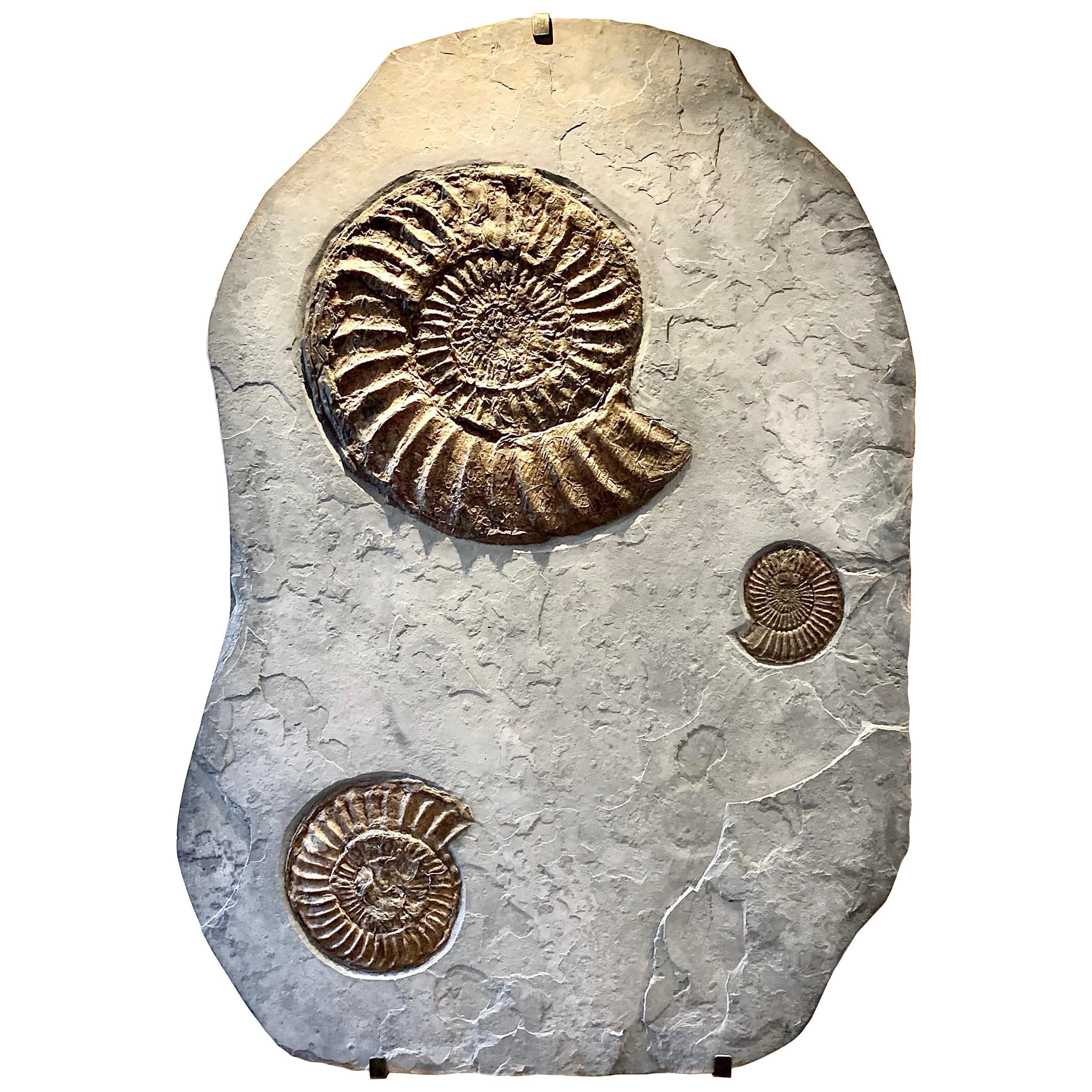 Fossilised Ammonite Wall Plate