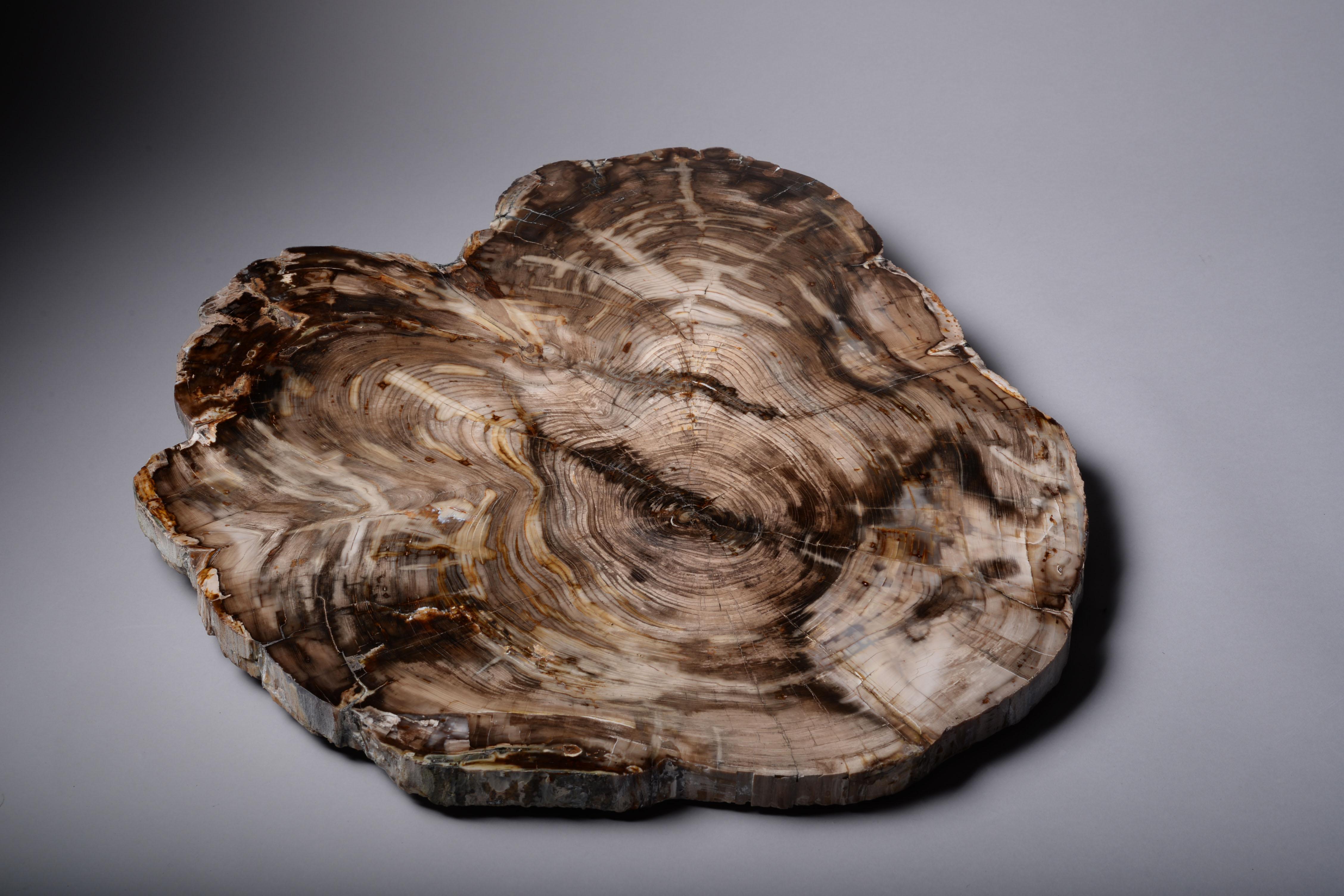 18th Century and Earlier Fossilised Cedar Wood Cross-Section For Sale