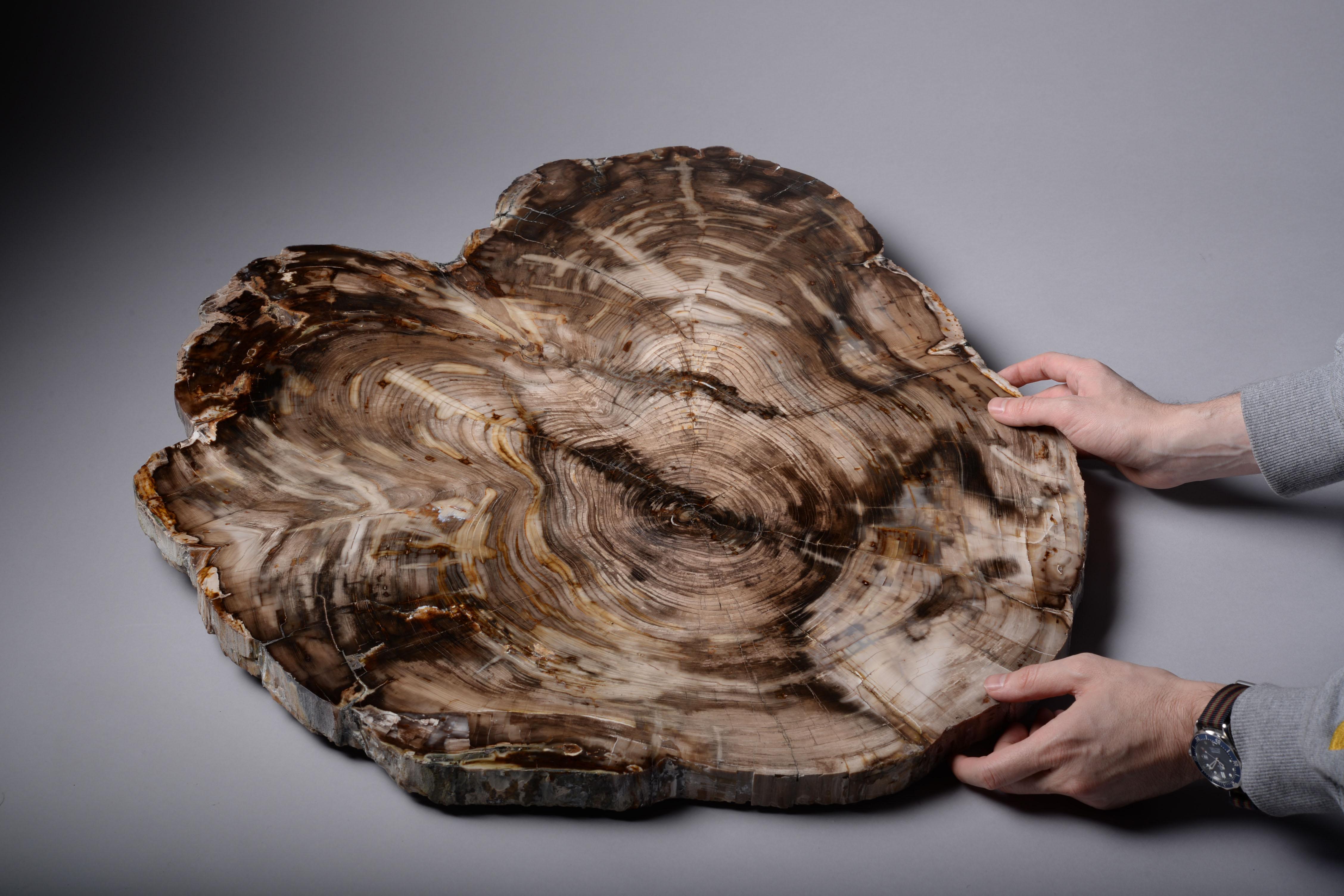 Petrified Wood Fossilised Cedar Wood Cross-Section For Sale