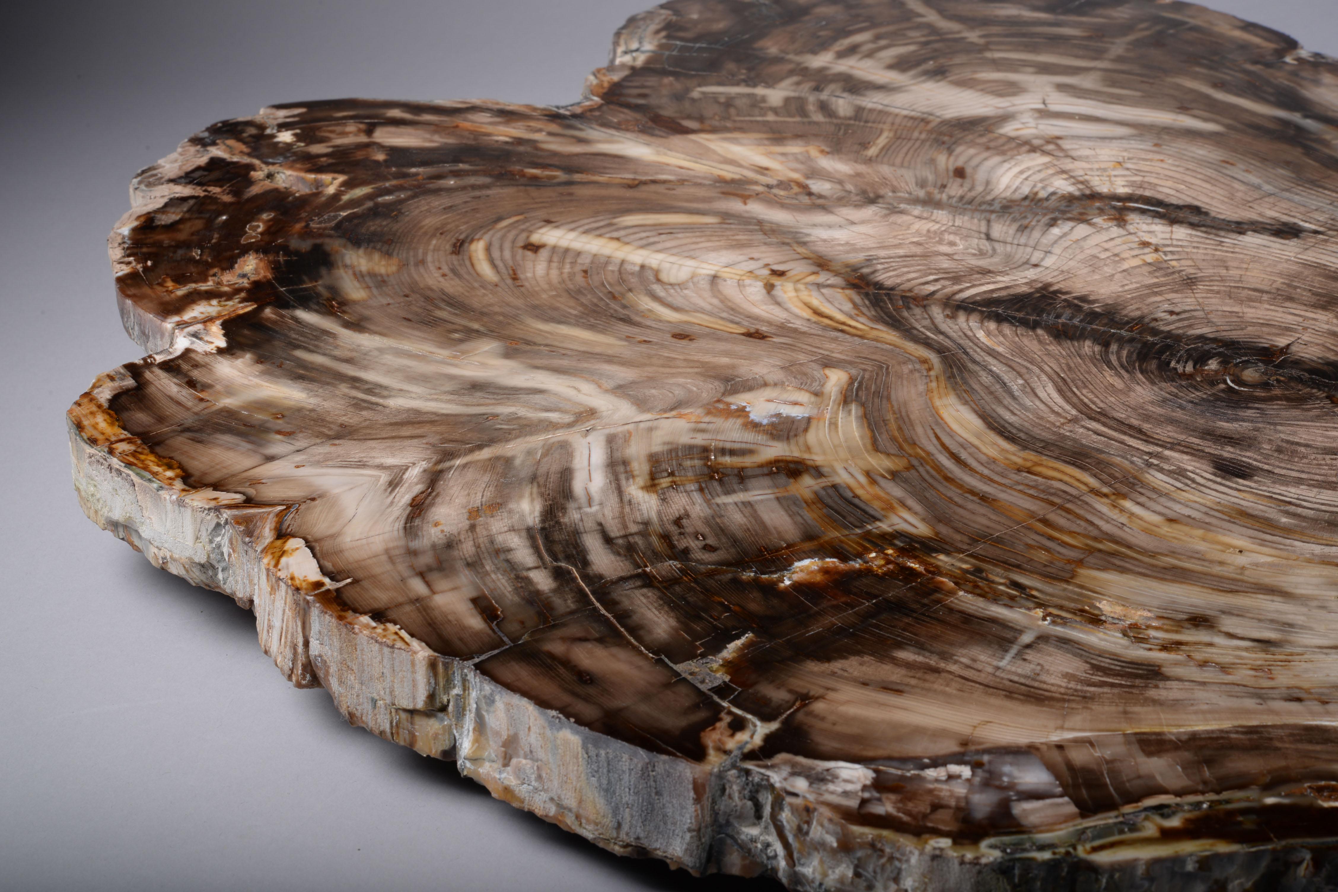 Fossilised Cedar Wood Cross-Section For Sale 1