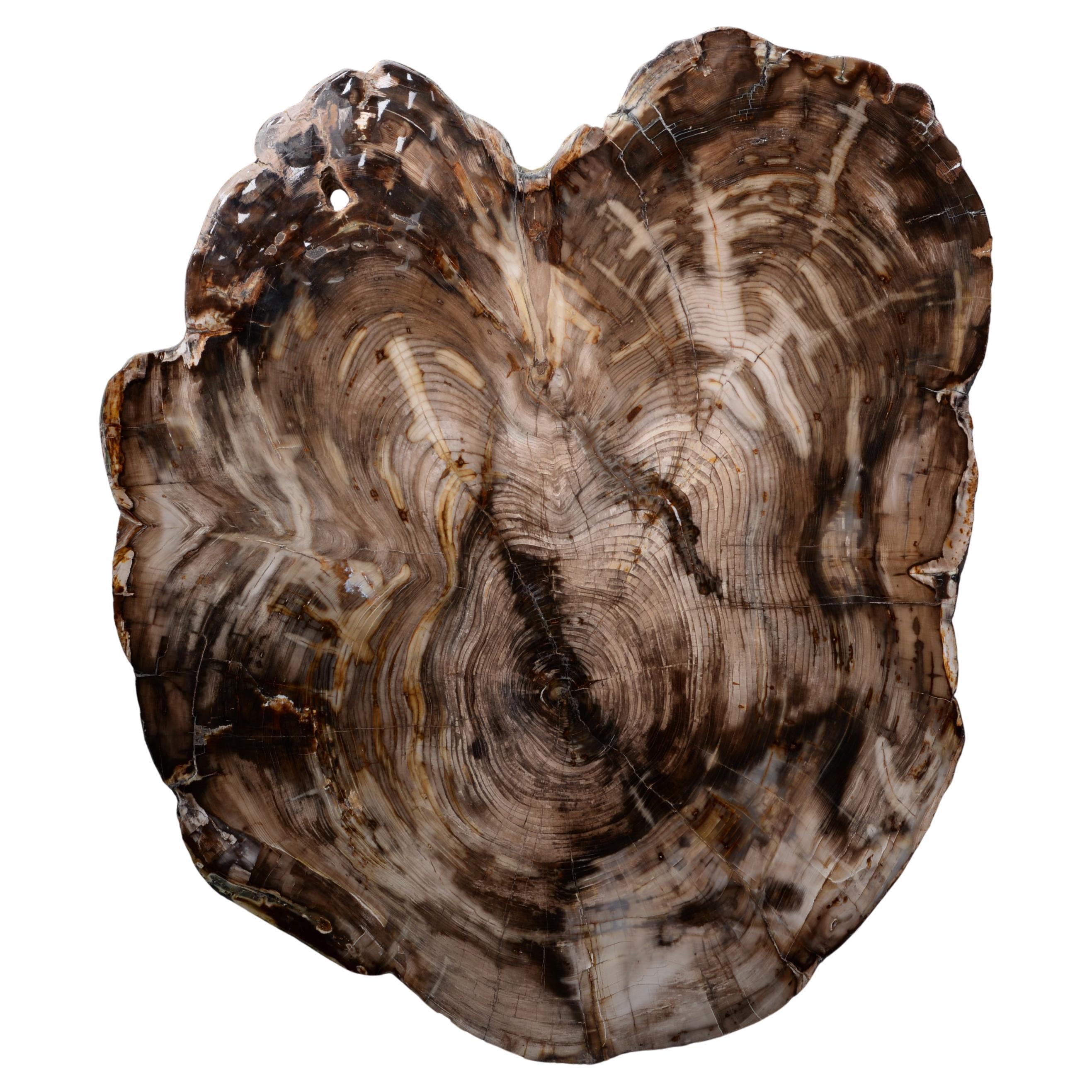 Fossilised Cedar Wood Cross-Section For Sale