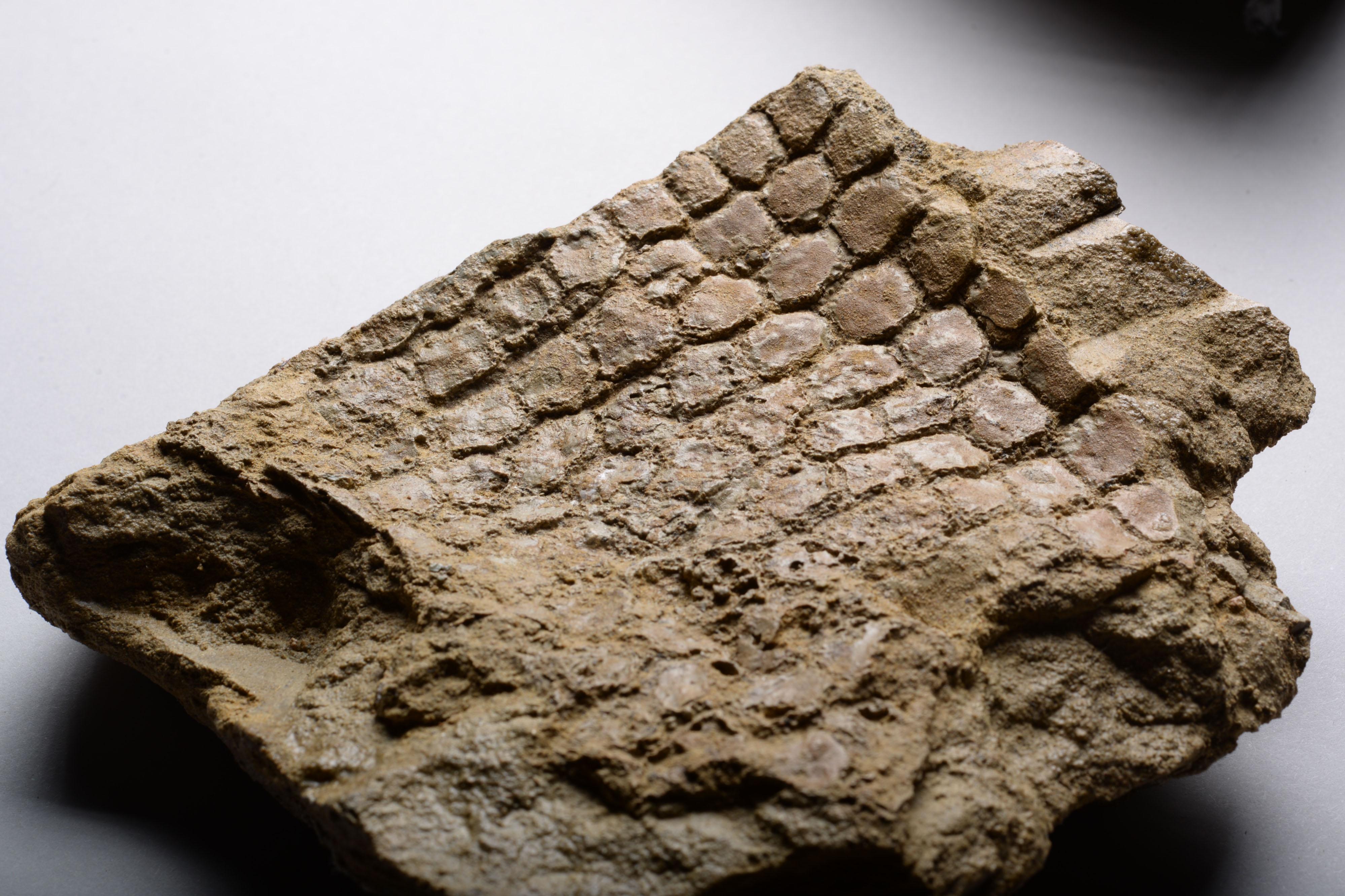 fossilized dinosaur skin