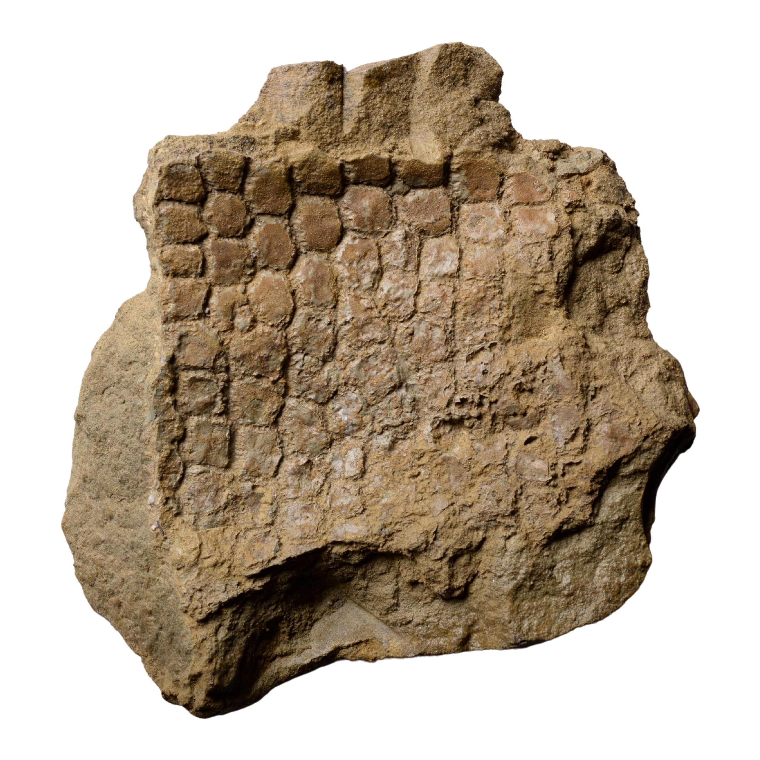 Piel fosilizada de dinosaurio