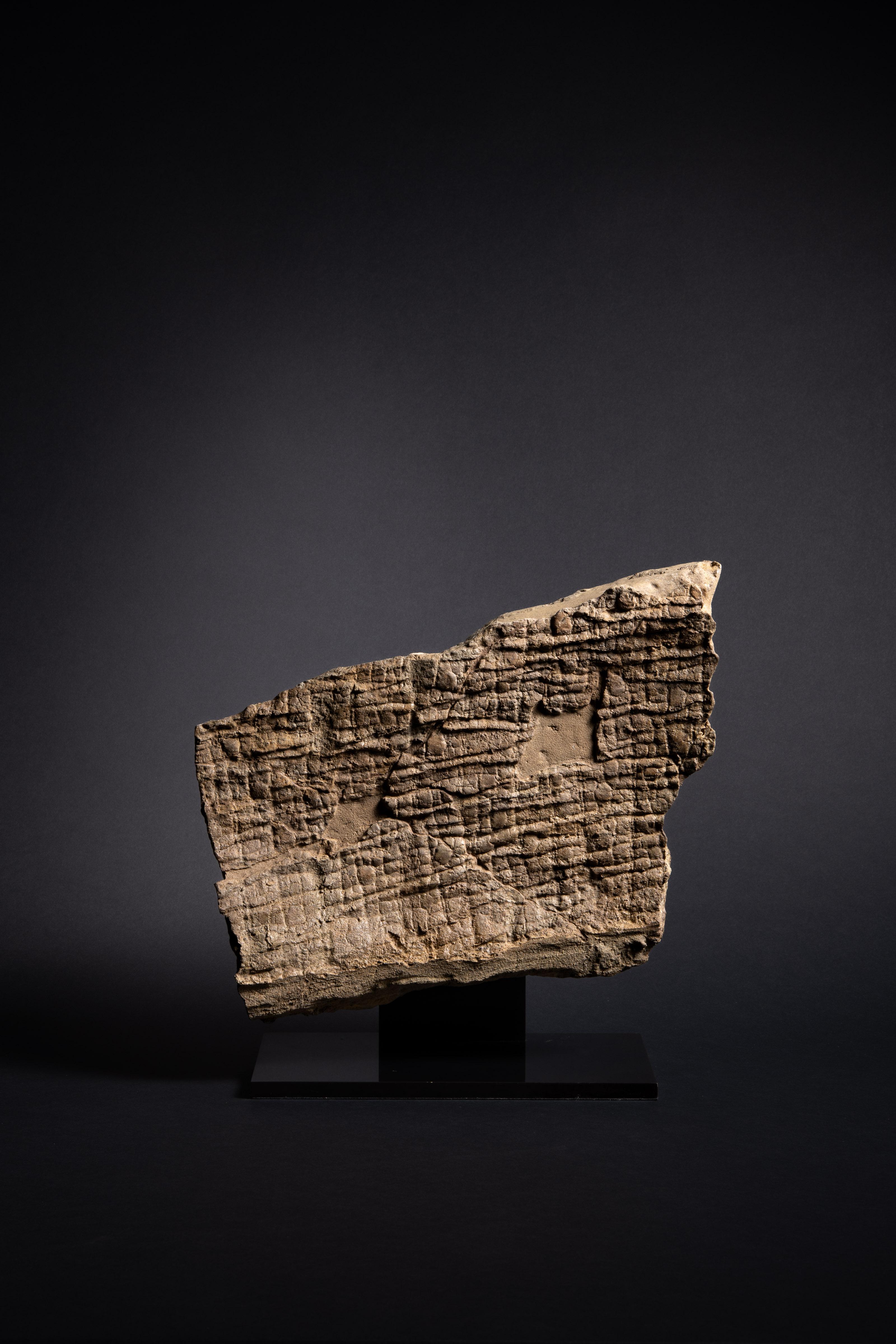 This exceptional specimen of fossilised dinosaur skin preserves the hexagonal scales of a Brachylophosaurus (‘short-crested lizard’), giving us a rare snapshot of life 80 million years ago. This fascinating duck-billed, herbivorous dinosaur is known