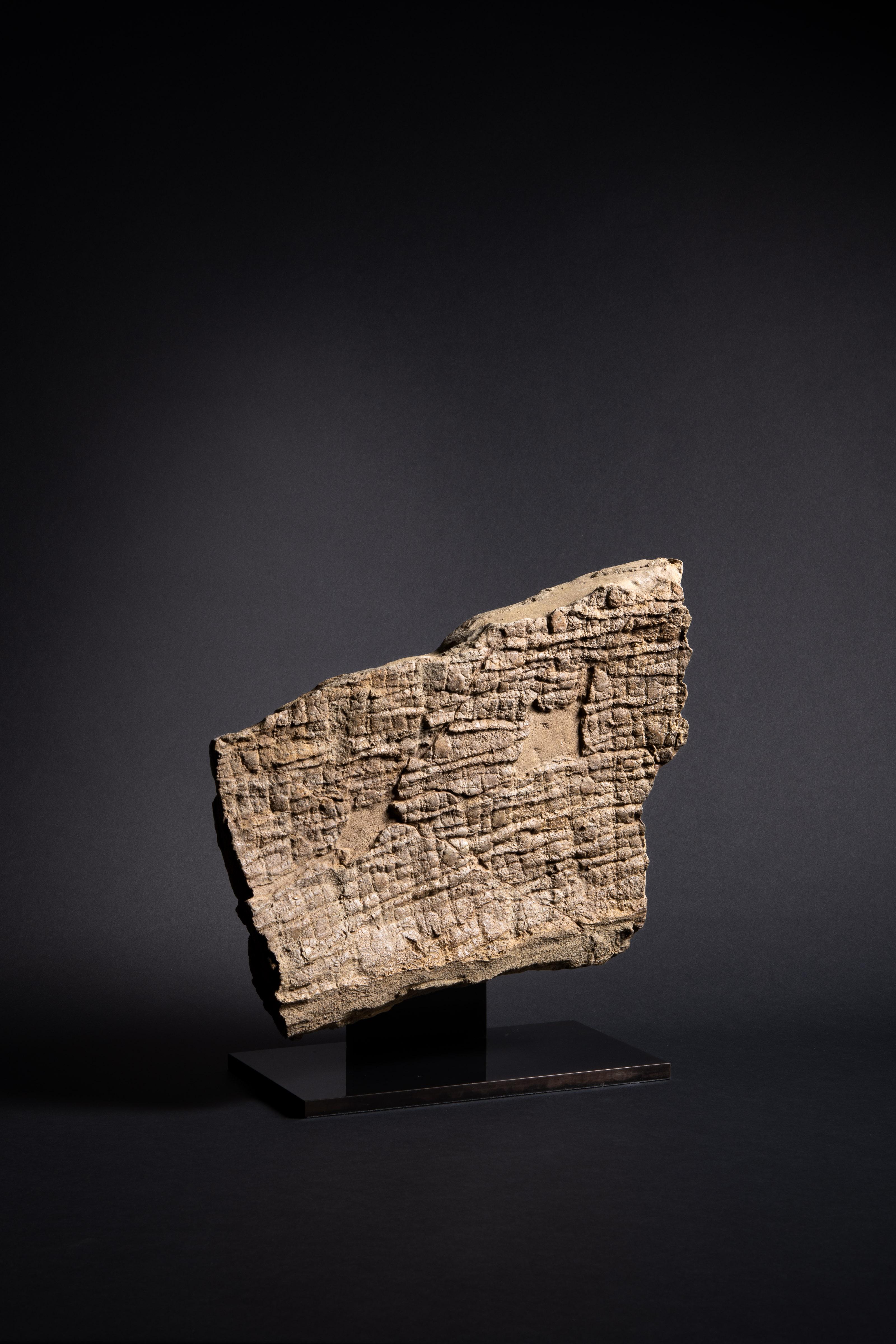 American Fossilised Dinosaur Skin with Hexagonal Scales For Sale