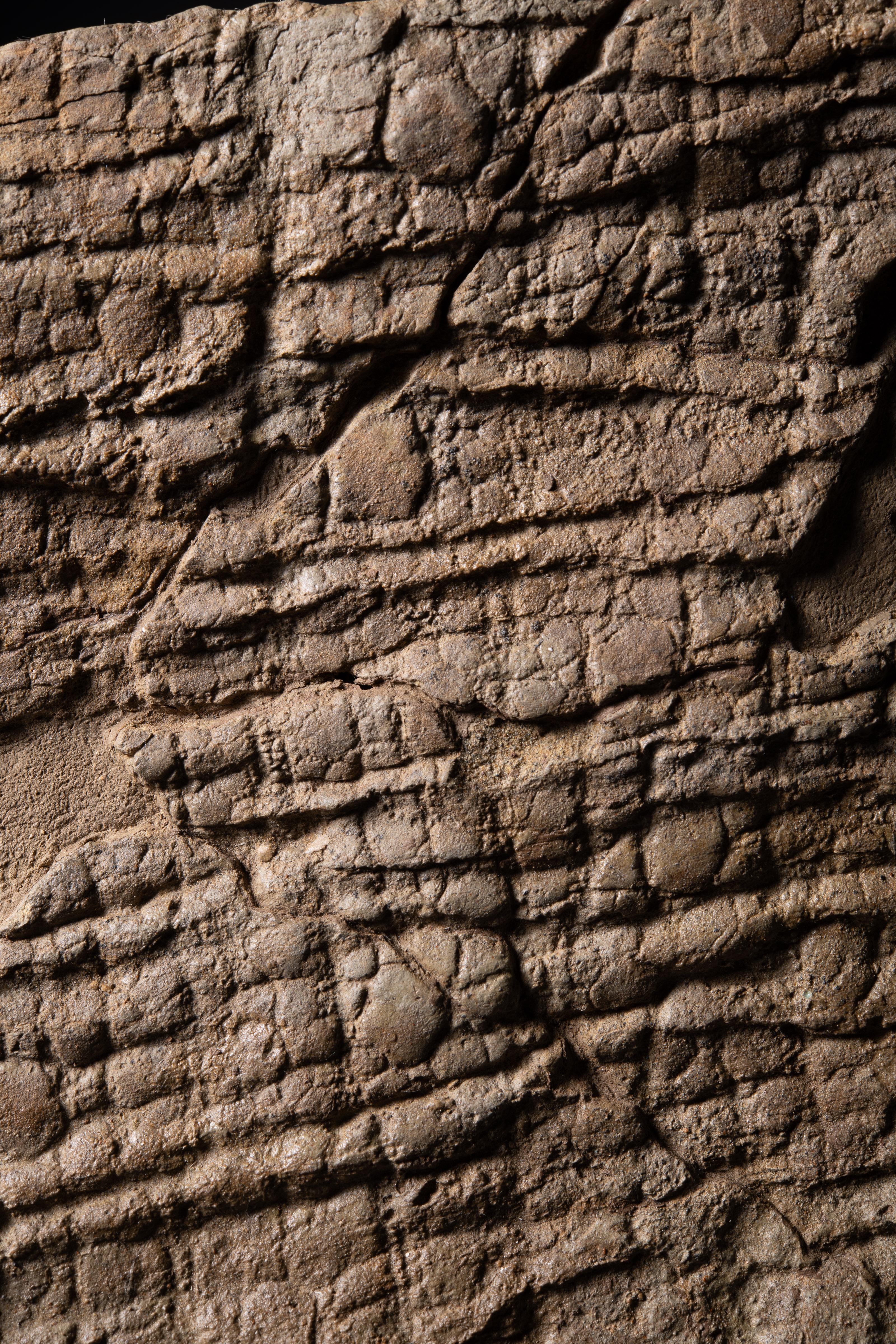 18th Century and Earlier Fossilised Dinosaur Skin with Hexagonal Scales For Sale