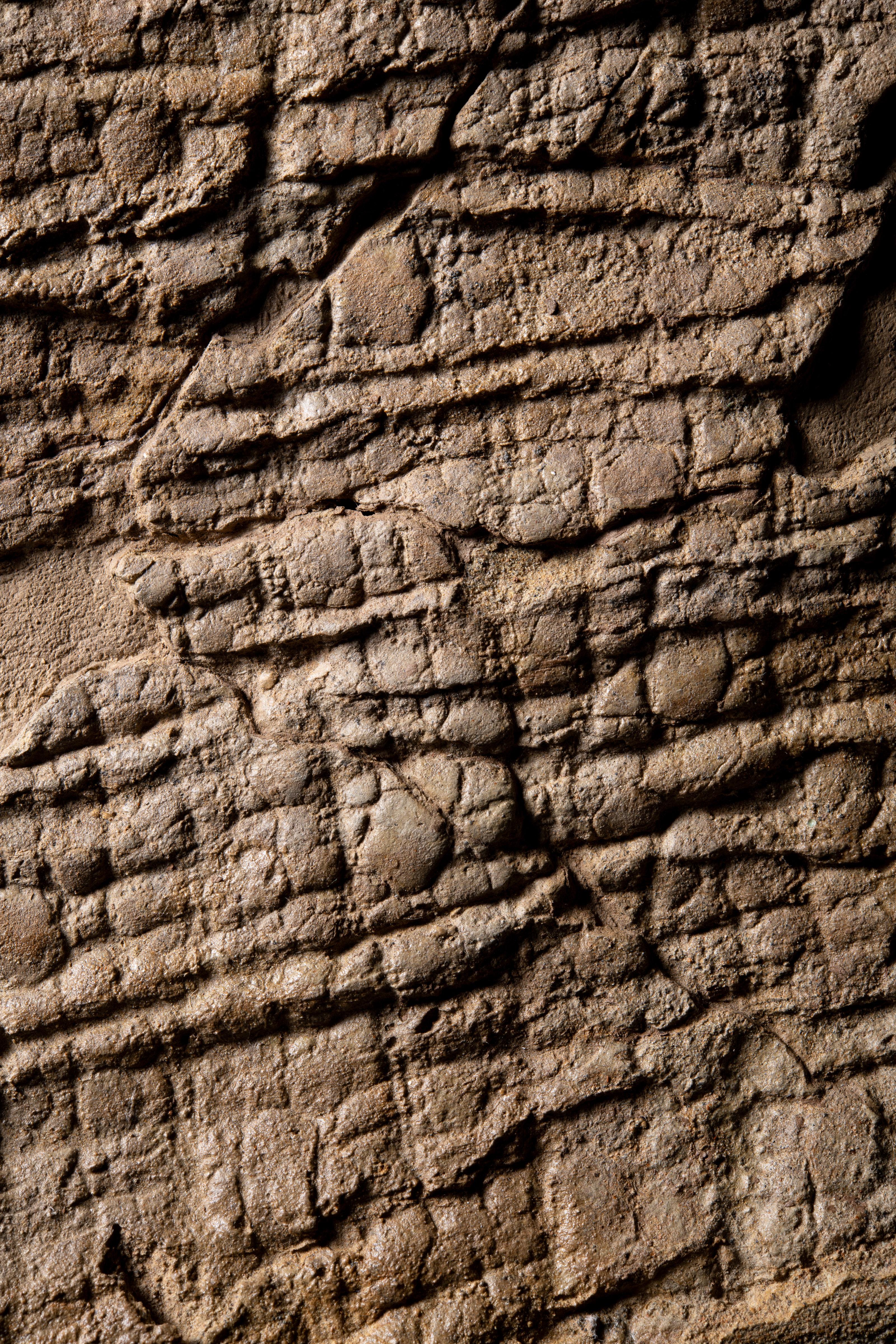 Stone Fossilised Dinosaur Skin with Hexagonal Scales For Sale