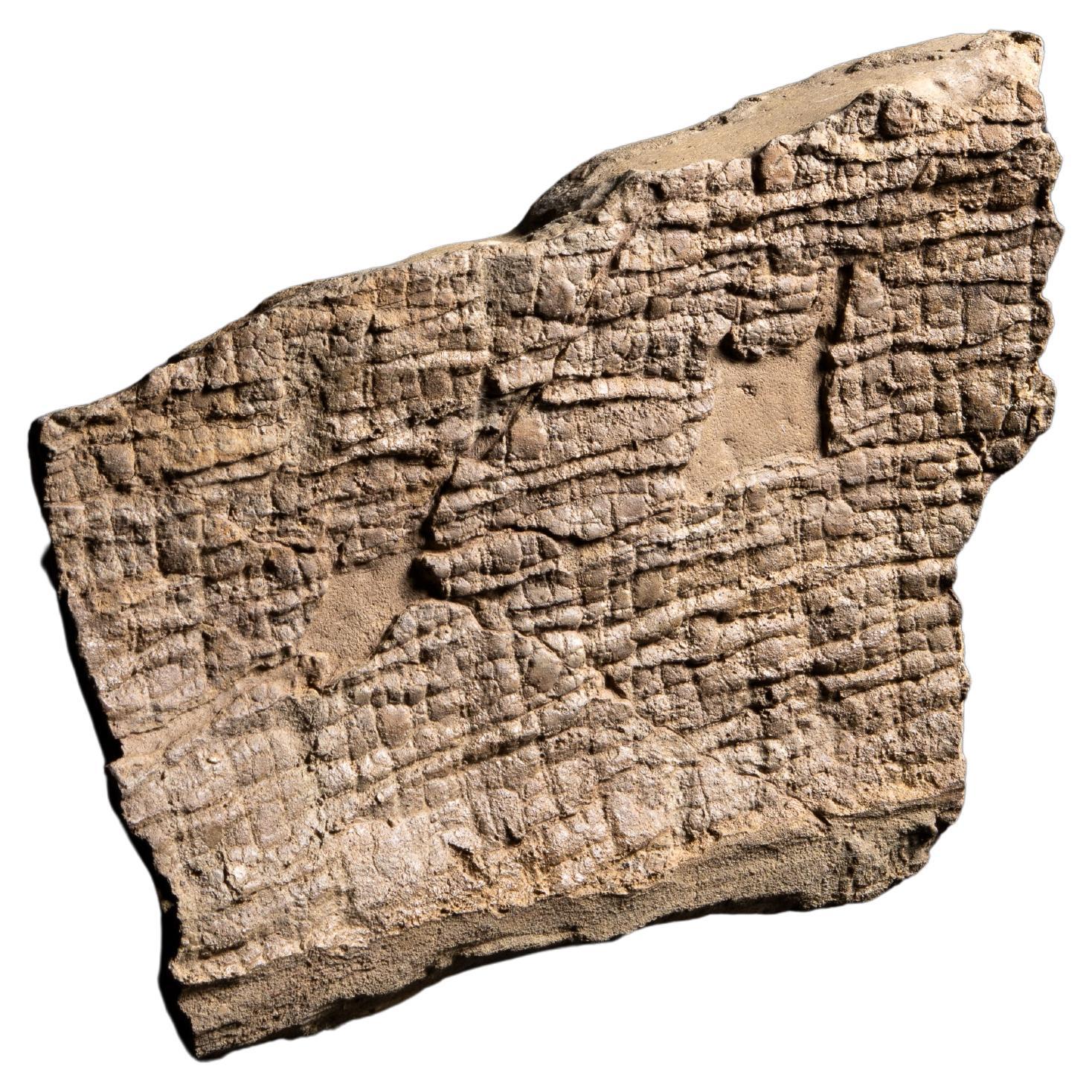 Fossilised Dinosaur Skin with Hexagonal Scales For Sale