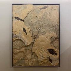 Fossilised Fish Mural