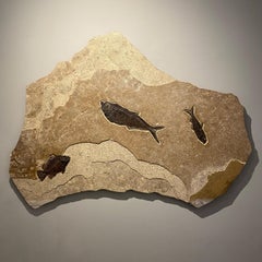 Fossilised Fish Mural