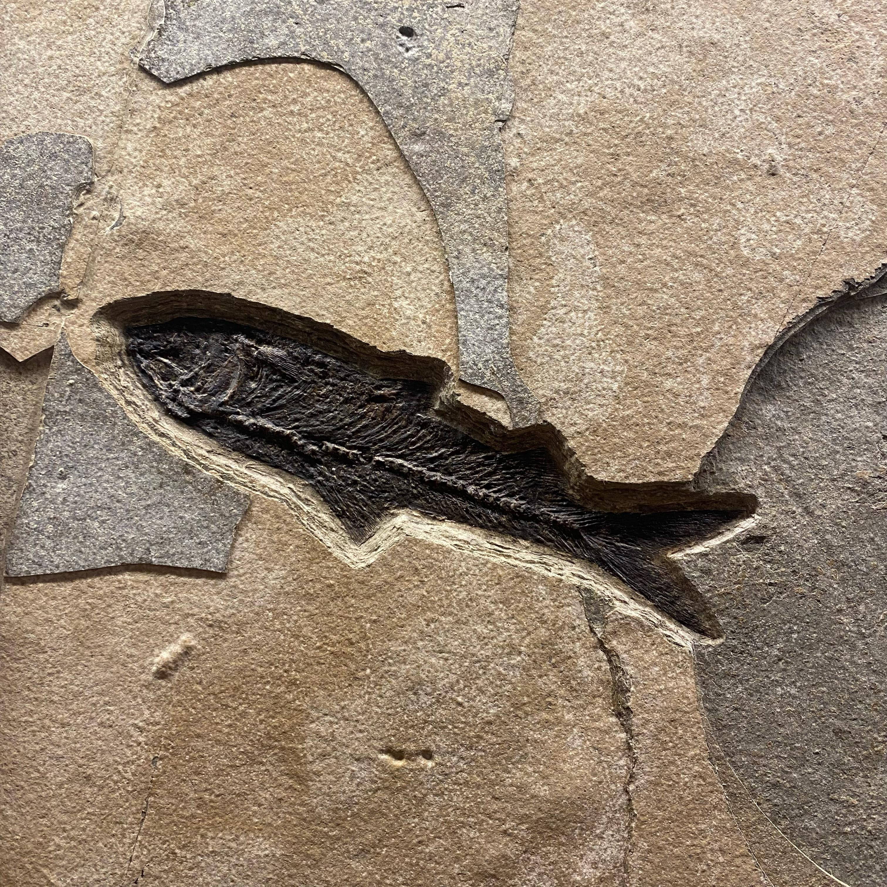 American Fossilised Fish Mural For Sale