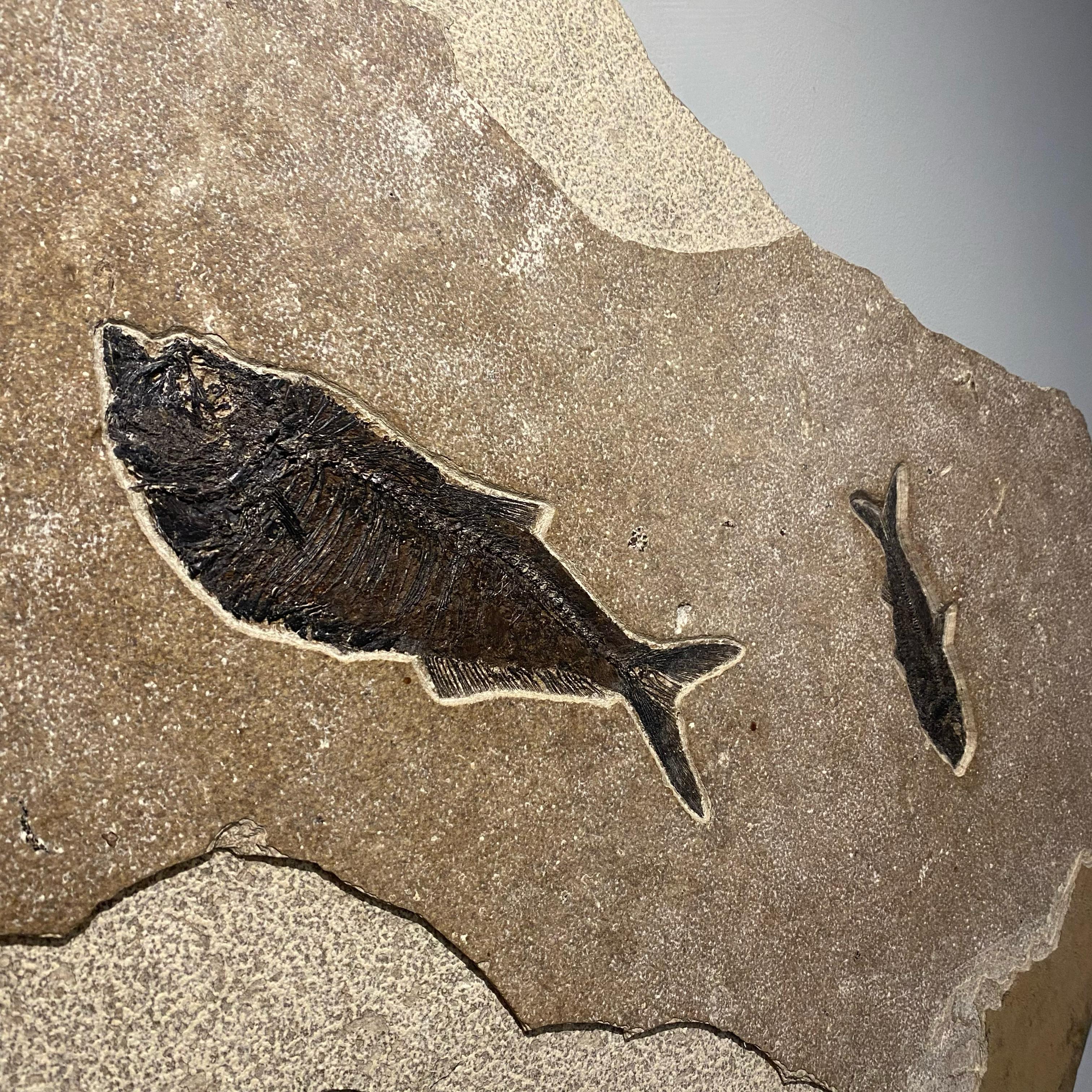 Fossilised Fish Mural In Excellent Condition For Sale In Cambridge, GB