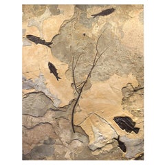 Fossilised Fish Mural