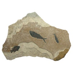 Antique Fossilised Fish Mural