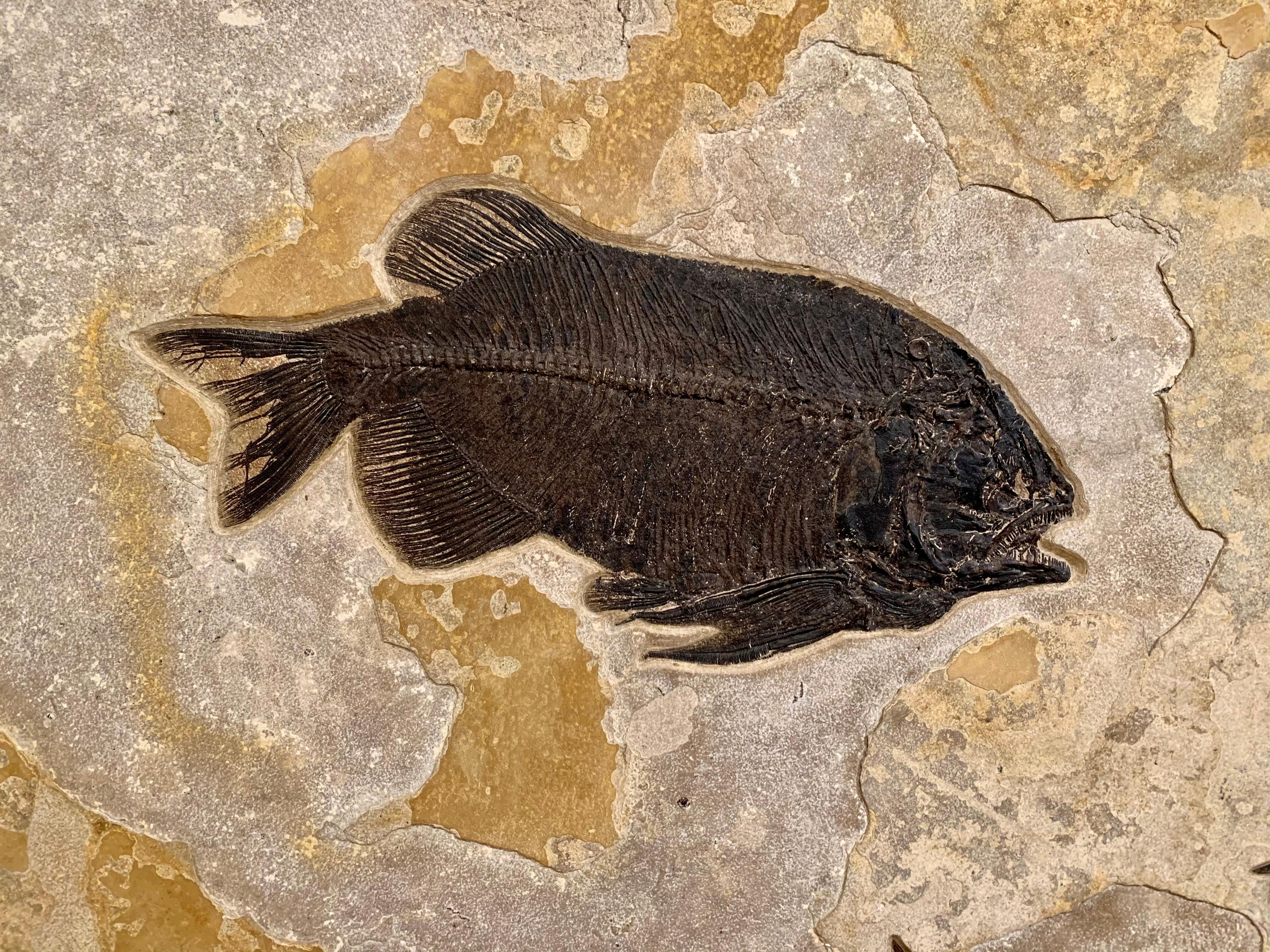 18th Century and Earlier Fossilised Fish Wall Plate