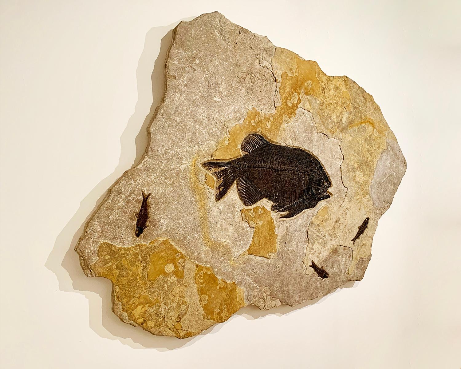American Fossilised Fish Wall Plate