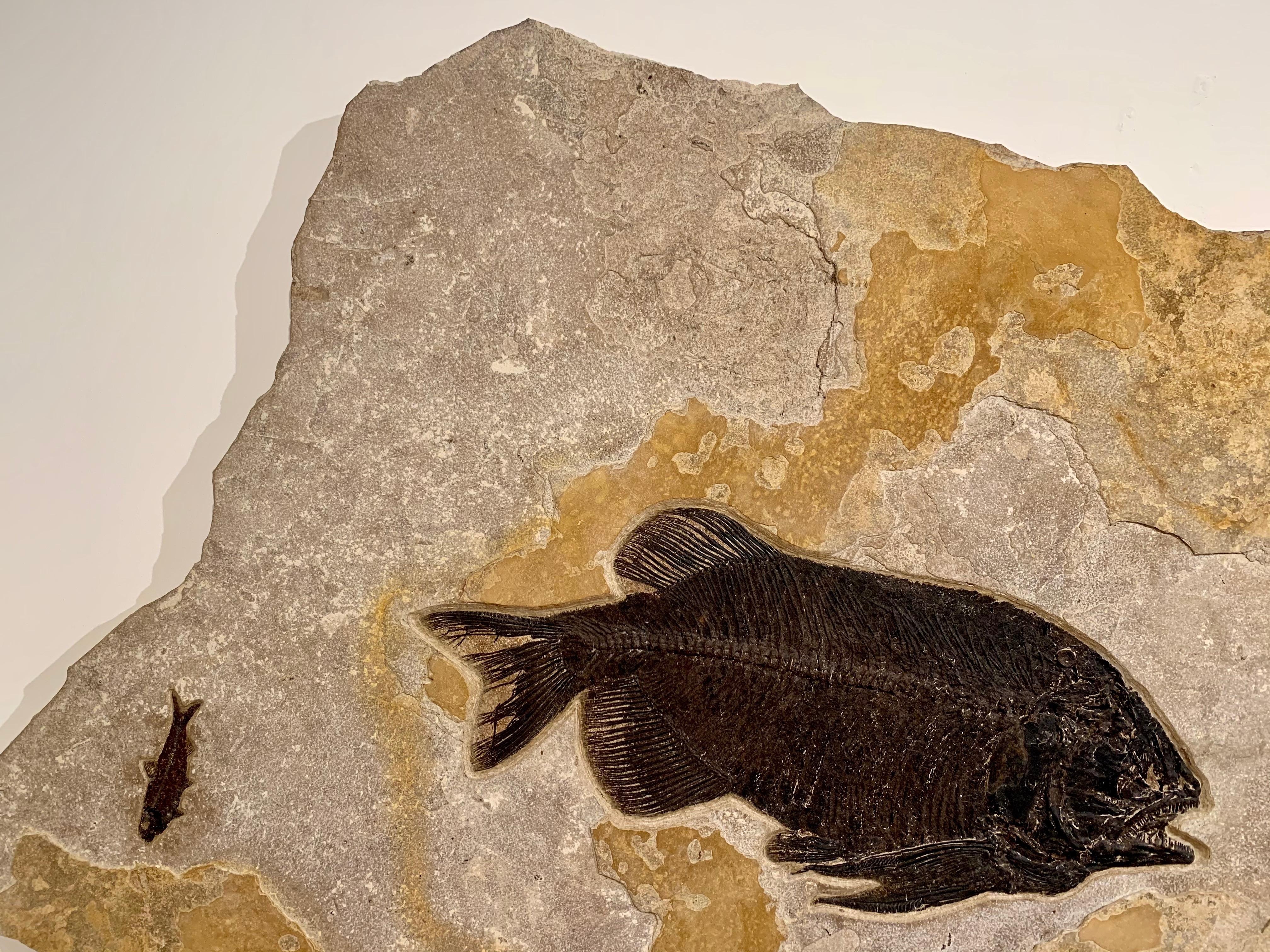 Stone Fossilised Fish Wall Plate