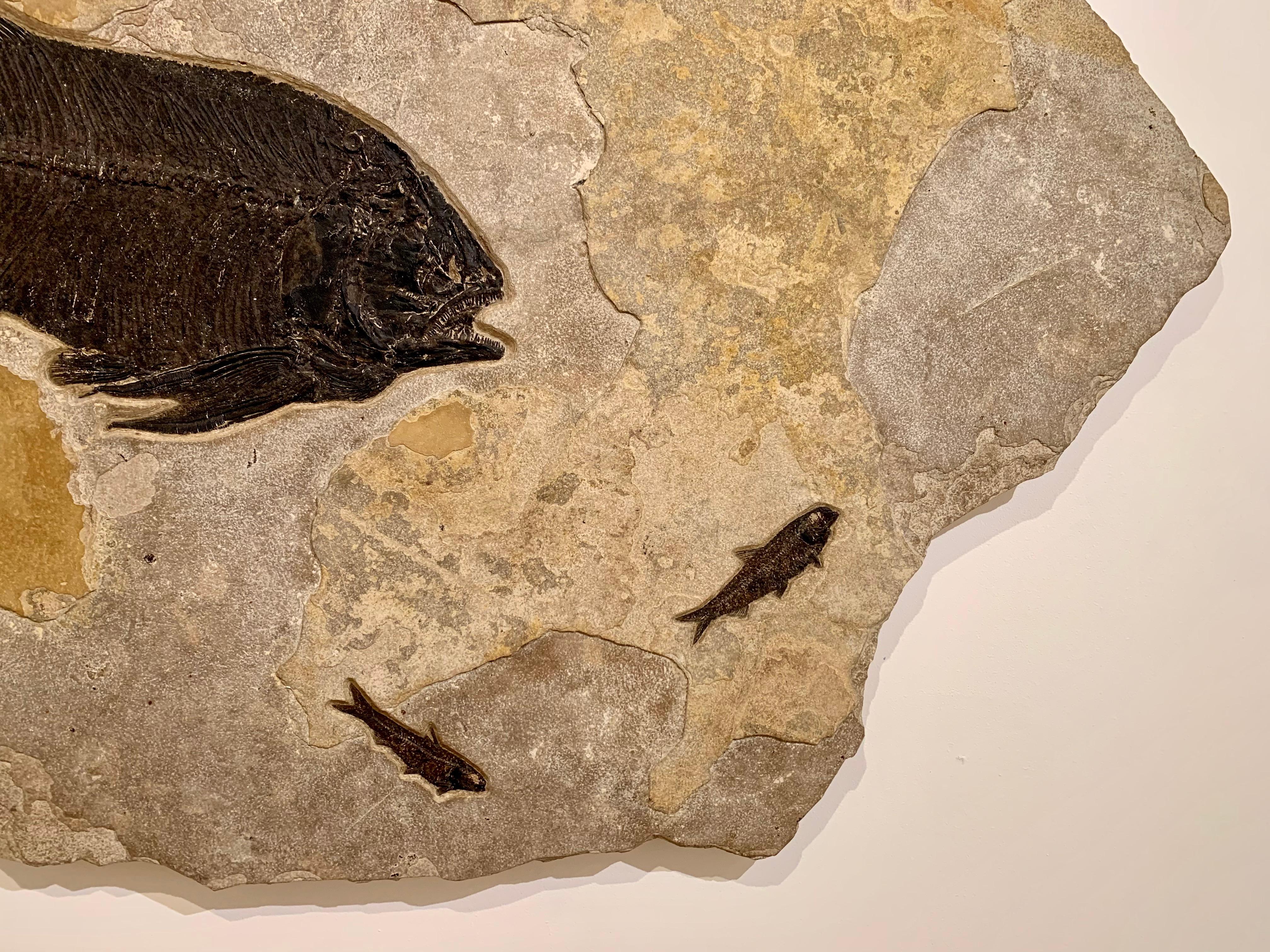 Fossilised Fish Wall Plate 1
