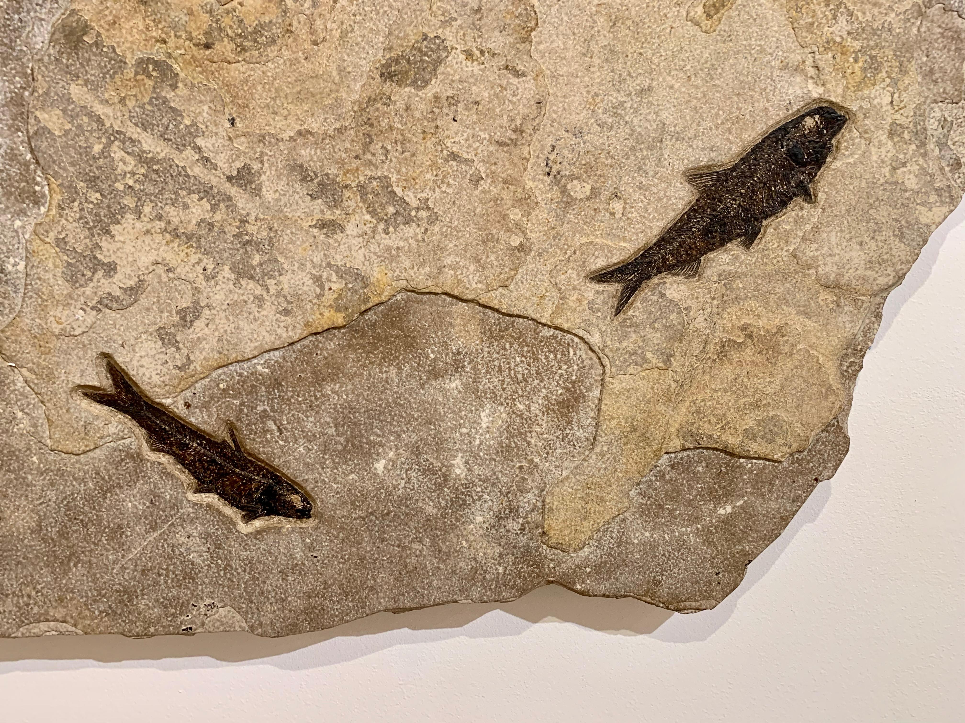 Fossilised Fish Wall Plate 2