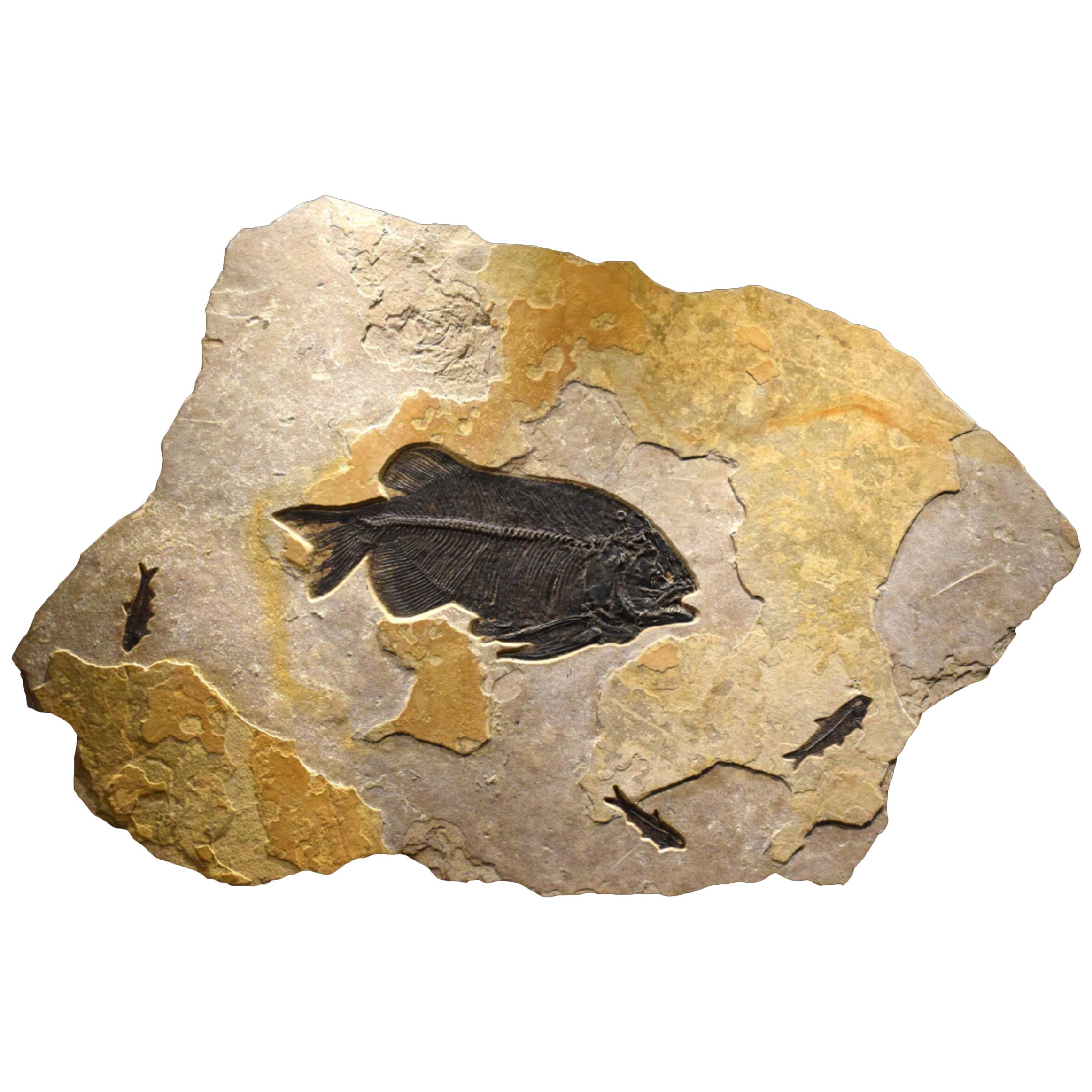 Fossilised Fish Wall Plate