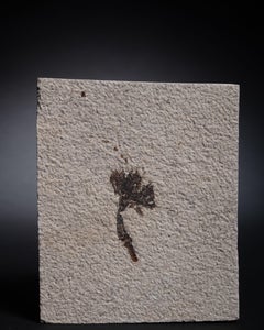 Fossilised Flower from the Eocene Period, 50 Million Years Old