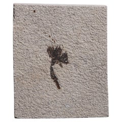 Fossilised Flower from the Eocene Period