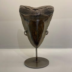 Fossilised Megalodon Shark Tooth