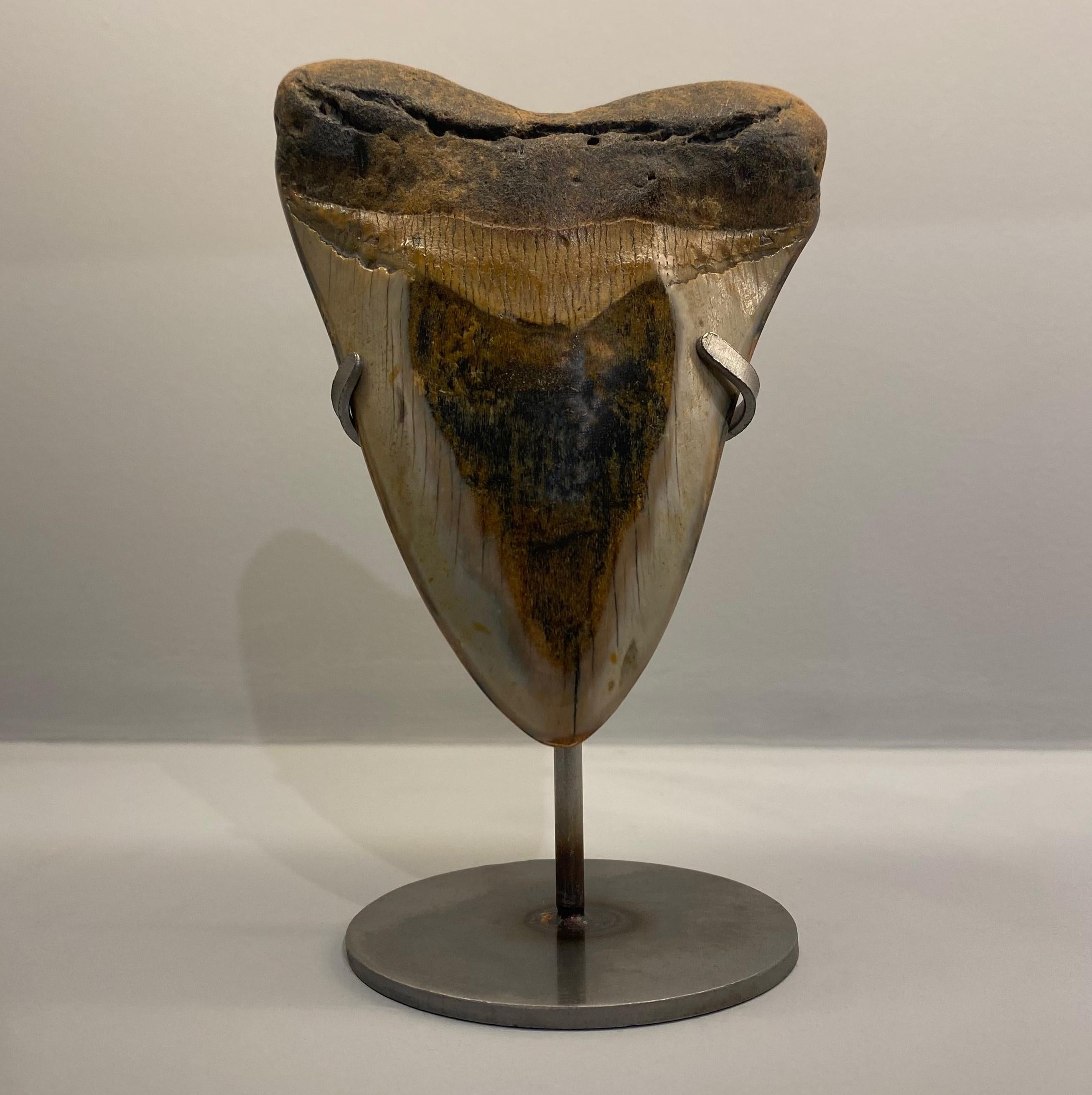 Fossilised Megalodon Tooth 


