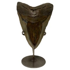 Fossilised Megalodon Shark Tooth