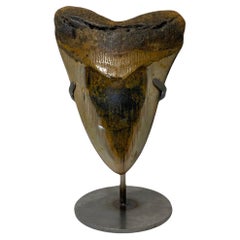 Fossilised Megalodon Shark Tooth