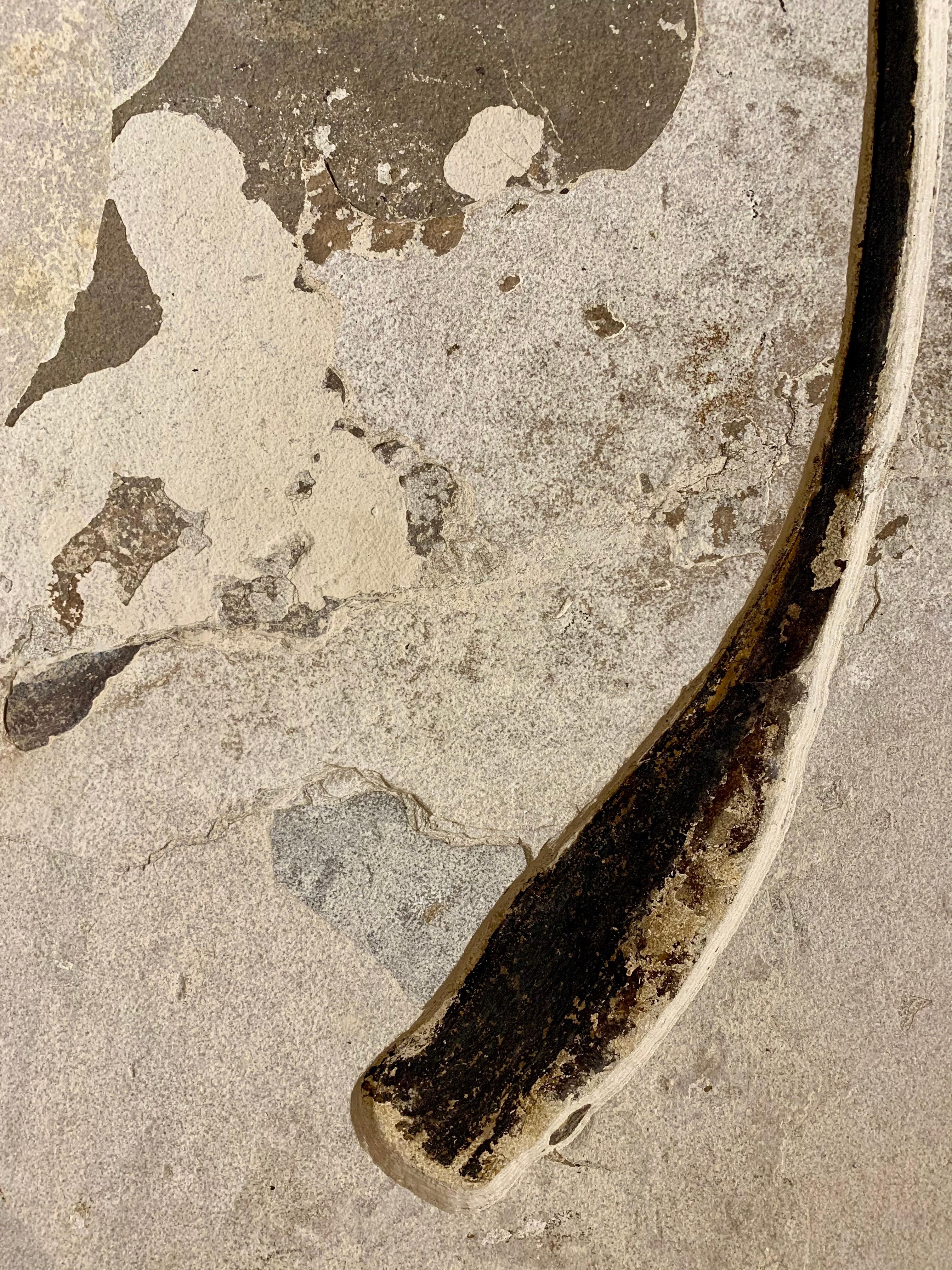 Fossilised palm plate. Green River Formation, Wyoming, Circa 50 million years old.

From rare dinosaur skulls and Stone Age tools to the world’s earliest animals that date back millions of years, the Extraordinary Objects collection of natural