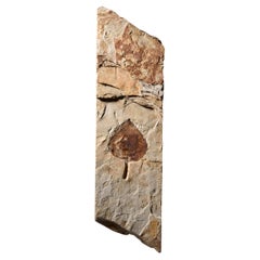 Fossilised Poplar Leaf from the Green River Formation