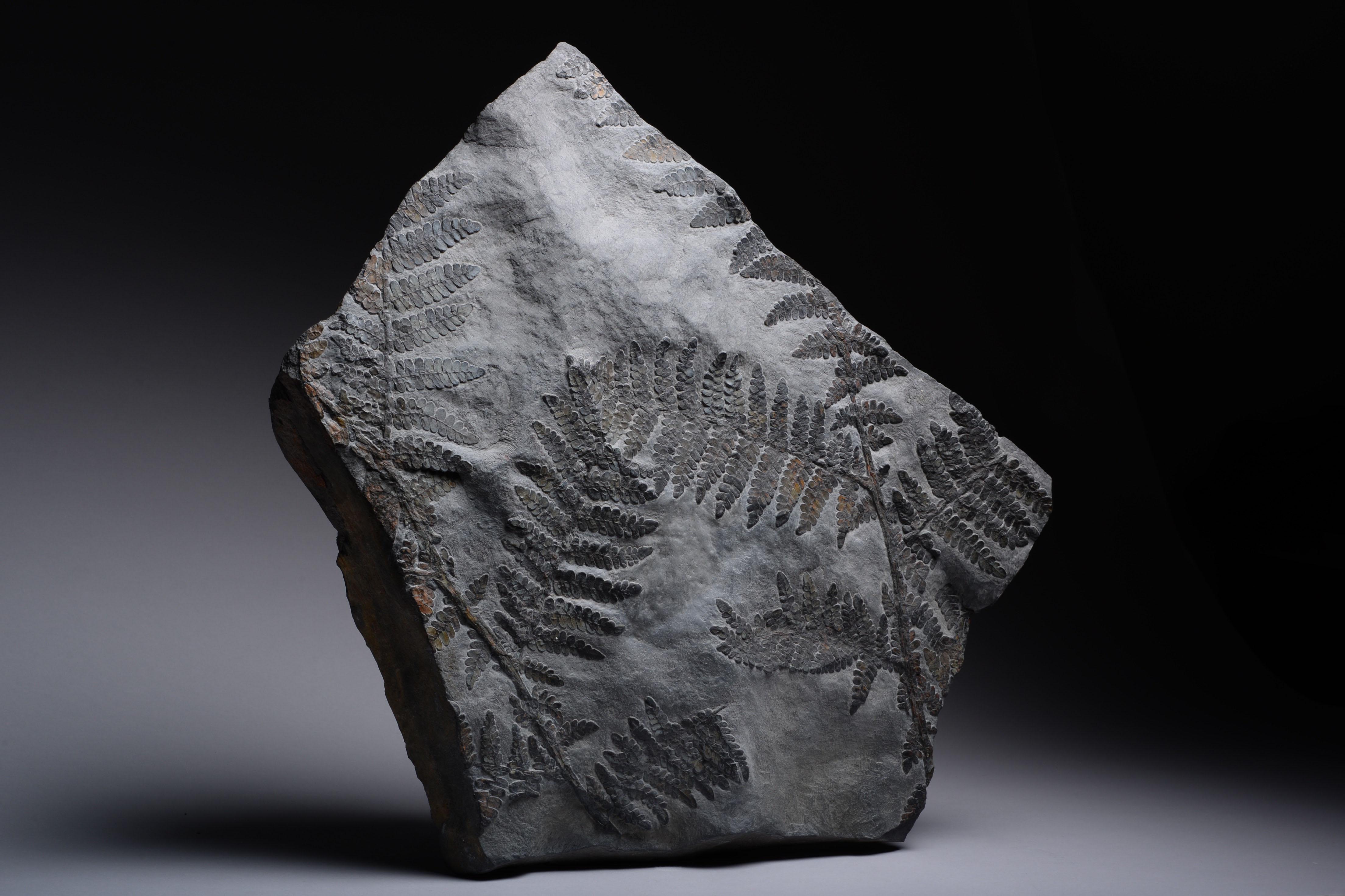 Fossilised seed fern (Neuropteris dussartii) from the Piesberg quarry, North-West Germany. Dating to the Carboniferous Period, 359-300 million years before present.

The fronds are spread out across the surface of the stone and fossilised in