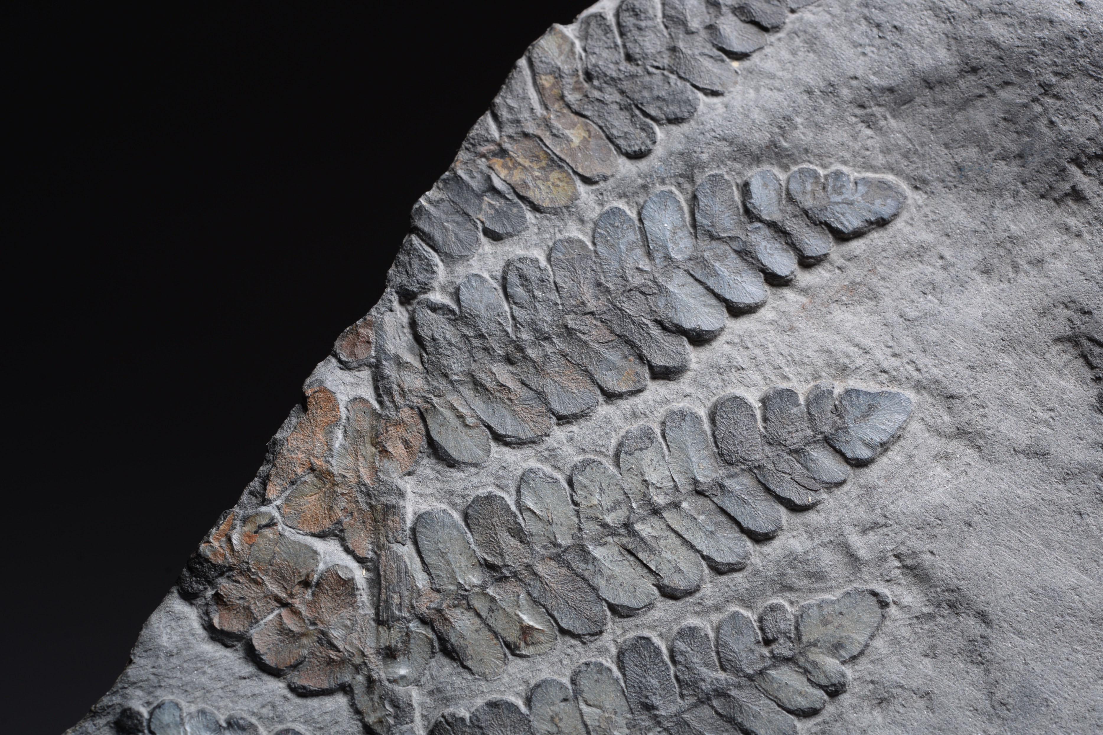 18th Century and Earlier Fossilised Seed Fern Plant, 300 MYA