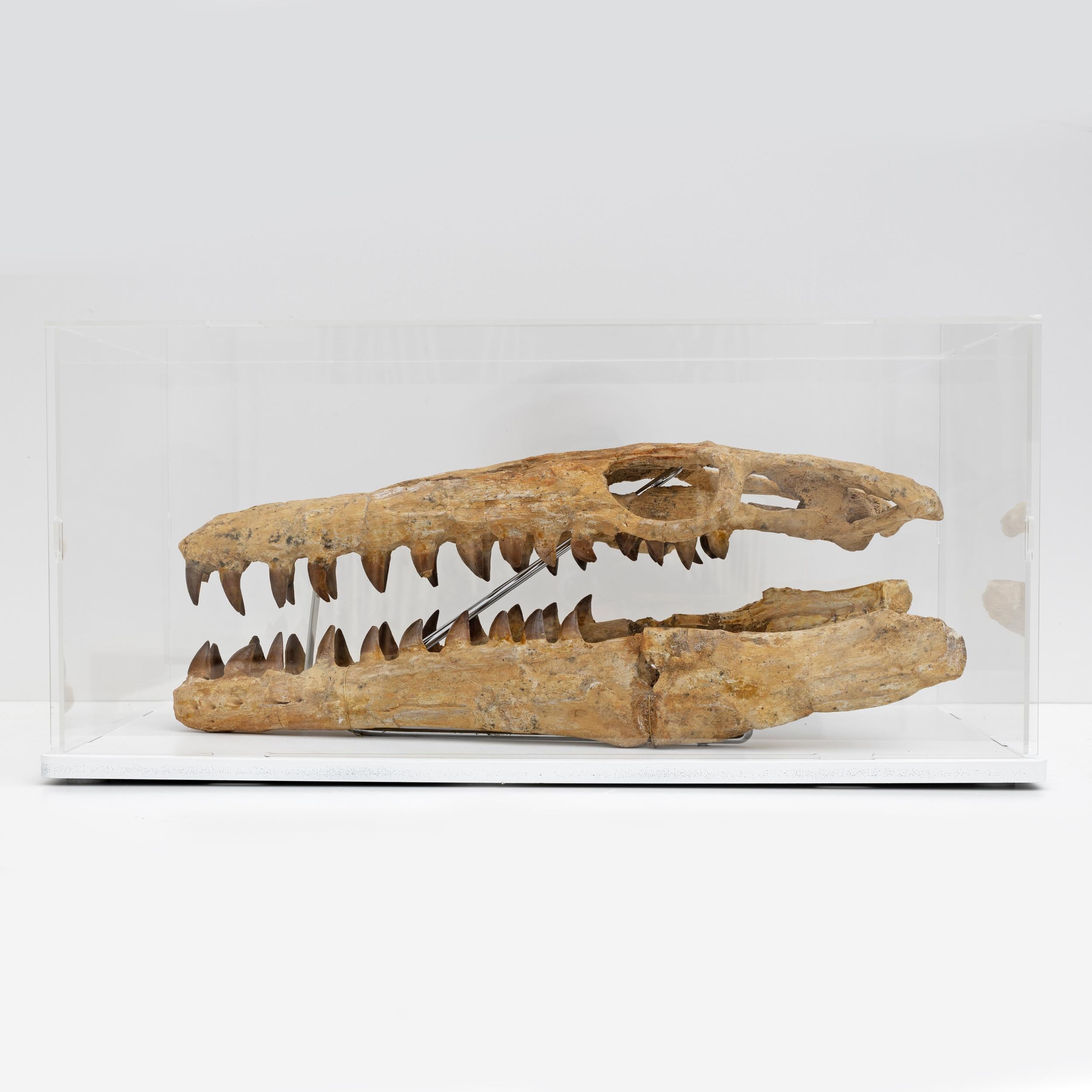 Upper Cretaceous, about 70-65 million years ago (Maastrichtian)
Morocco

The skull is reconstructed in good proportions with fossil pieces found in a phosphate mine in Morocco.
I attach certificate of authenticity

Upper Cretaceous, about 70-65