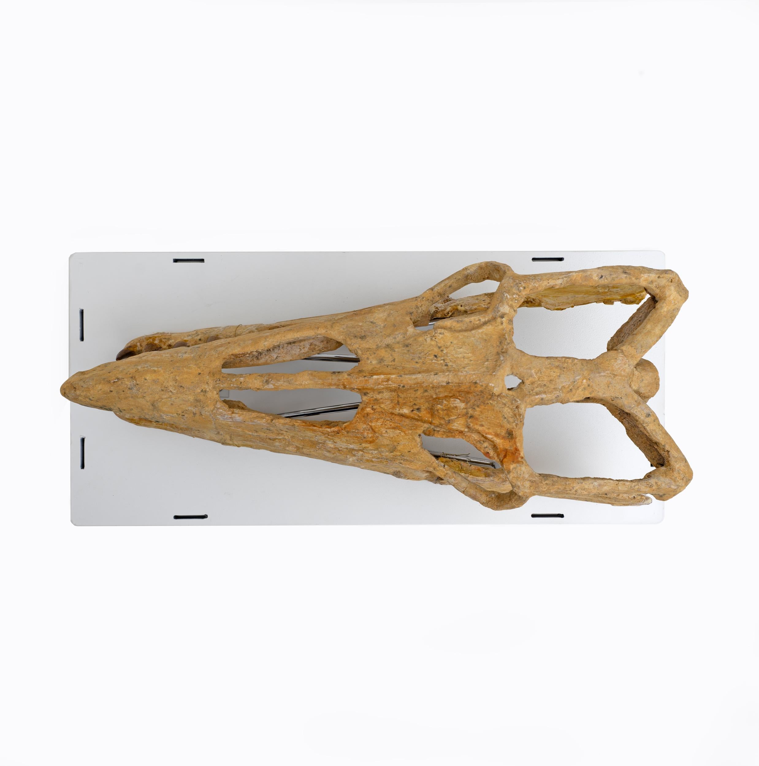 mosasaur skull for sale