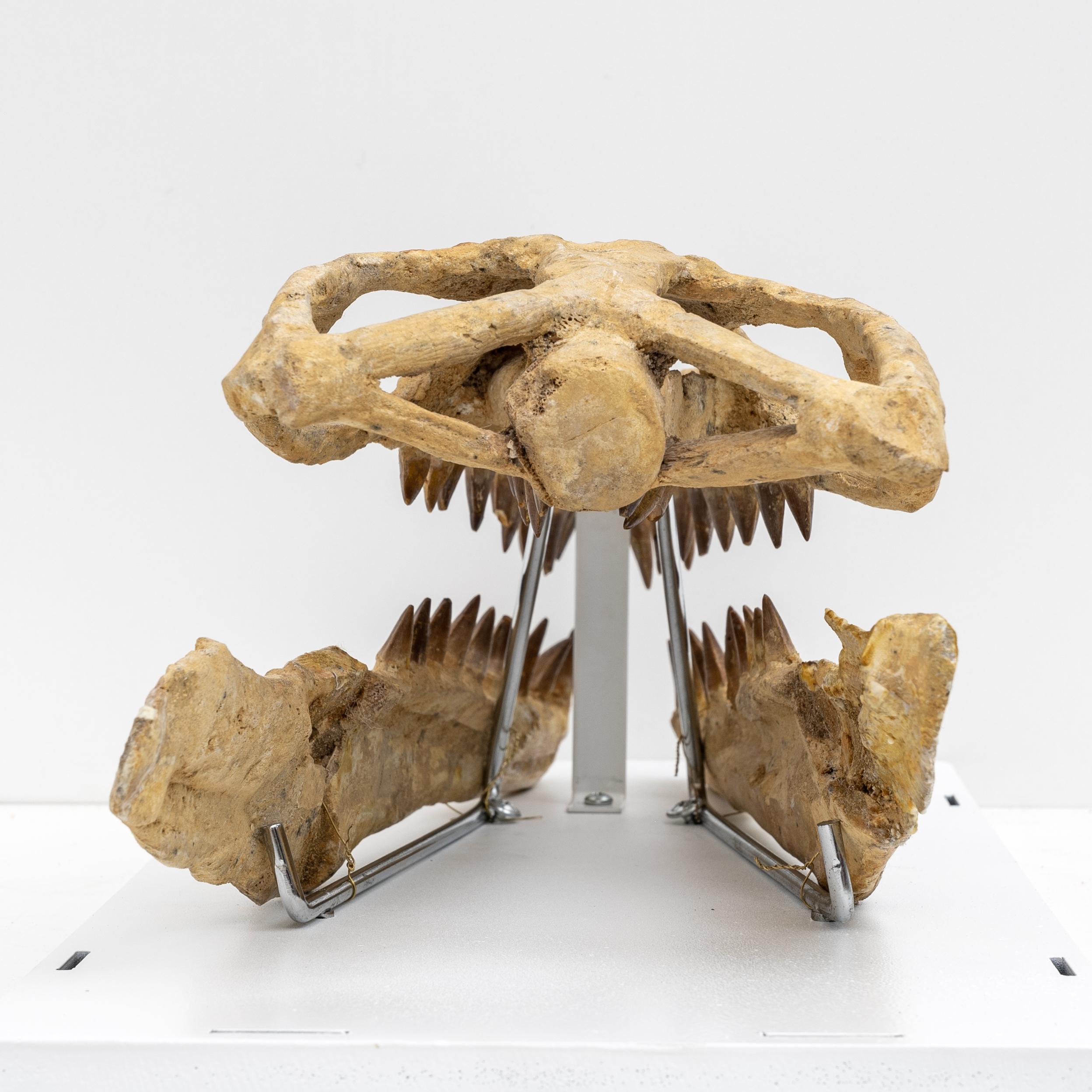 reptile skull