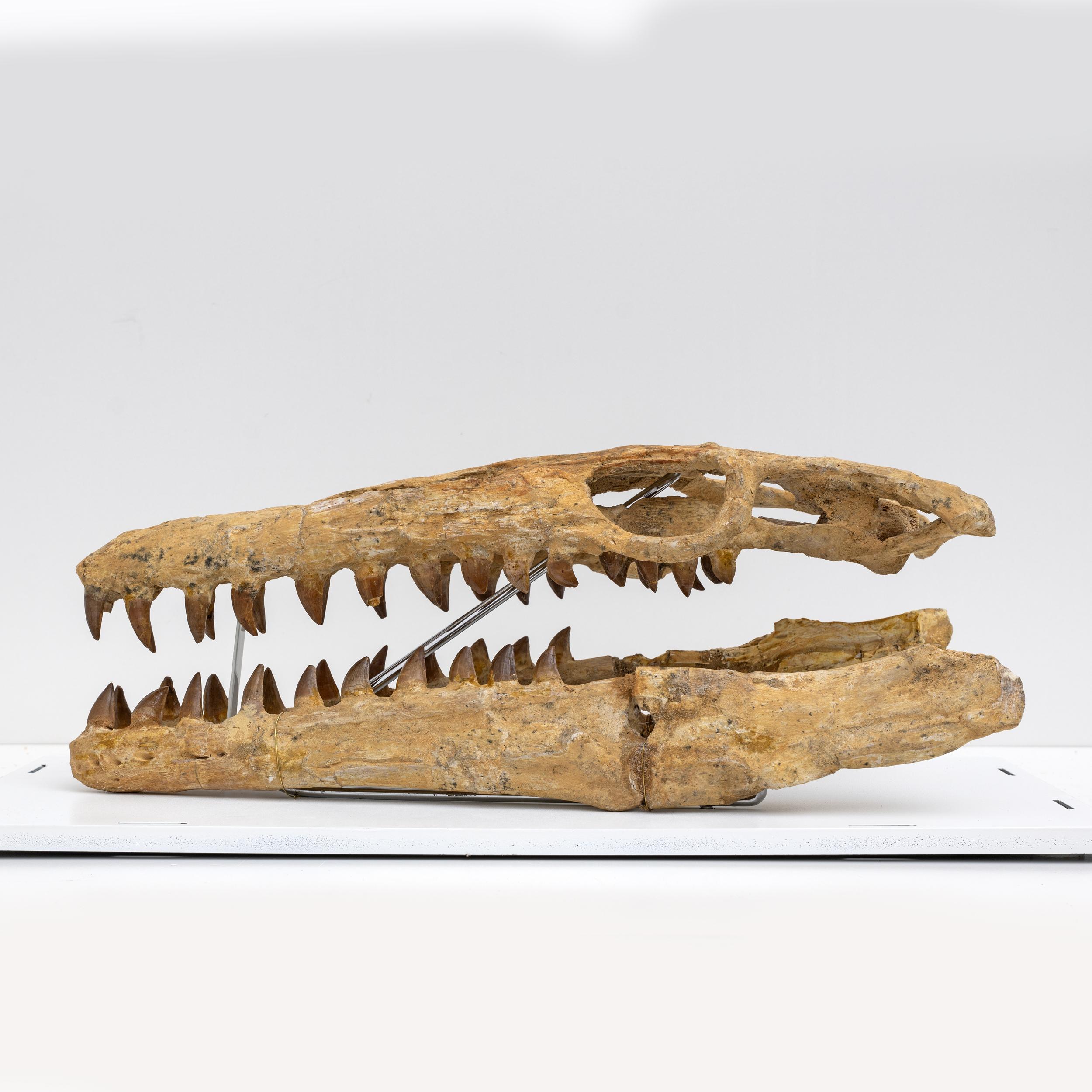 mosasaur fossil
