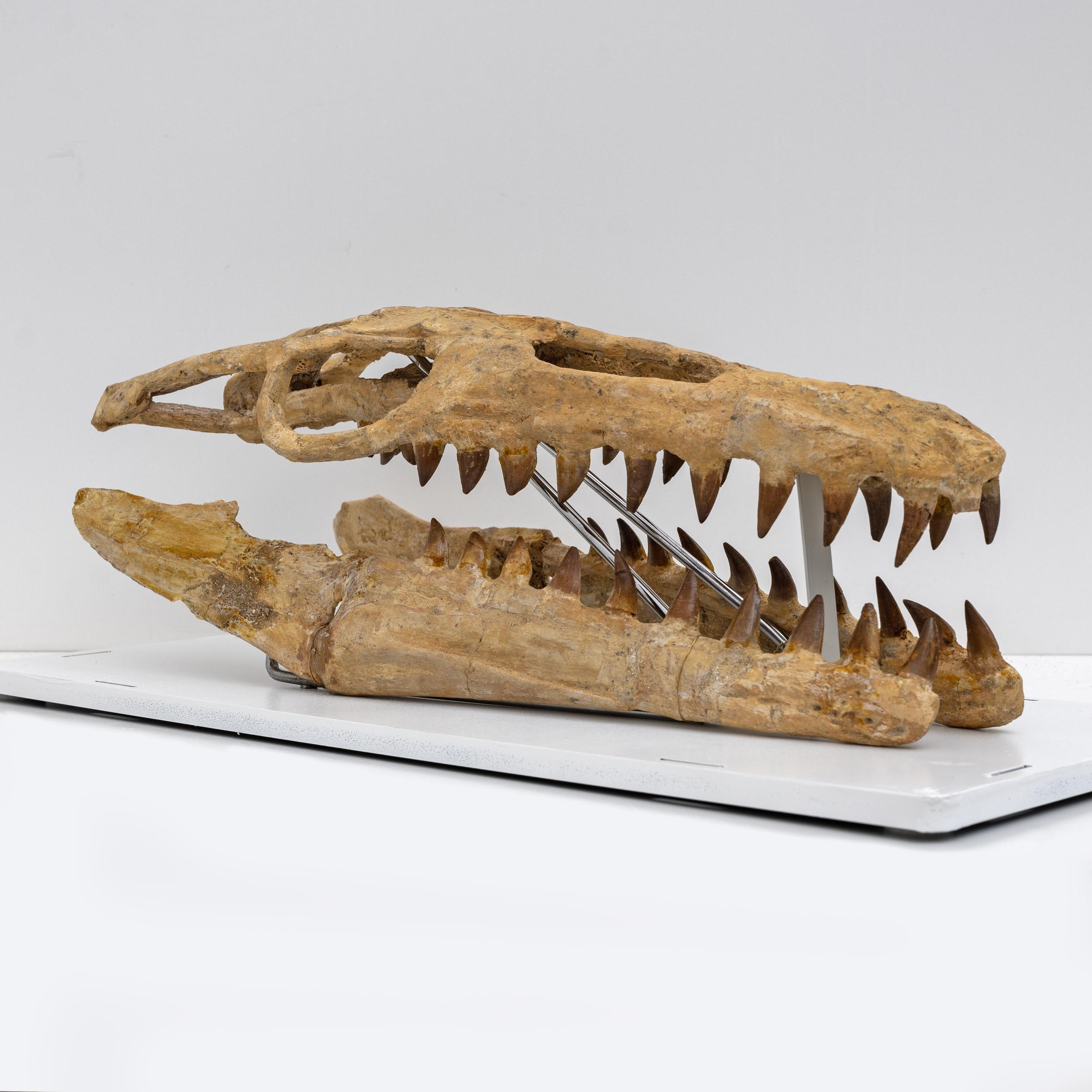 African Fossilised Skull of Prehistoric Marine Reptile the Mosasaur, 70Million Years Ago For Sale