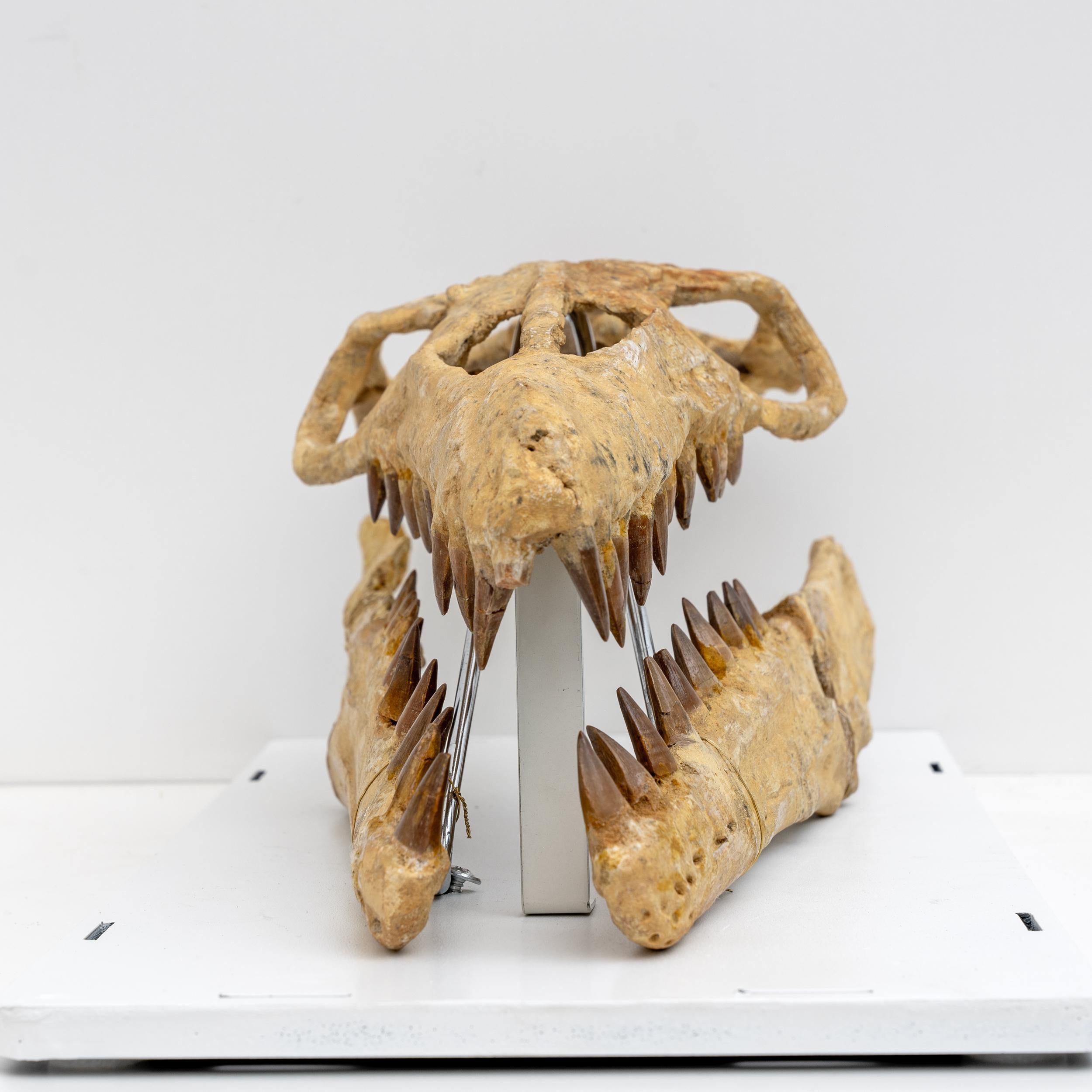 Fossilised Skull of Prehistoric Marine Reptile the Mosasaur, 70Million Years Ago In Good Condition For Sale In Puglia, Puglia