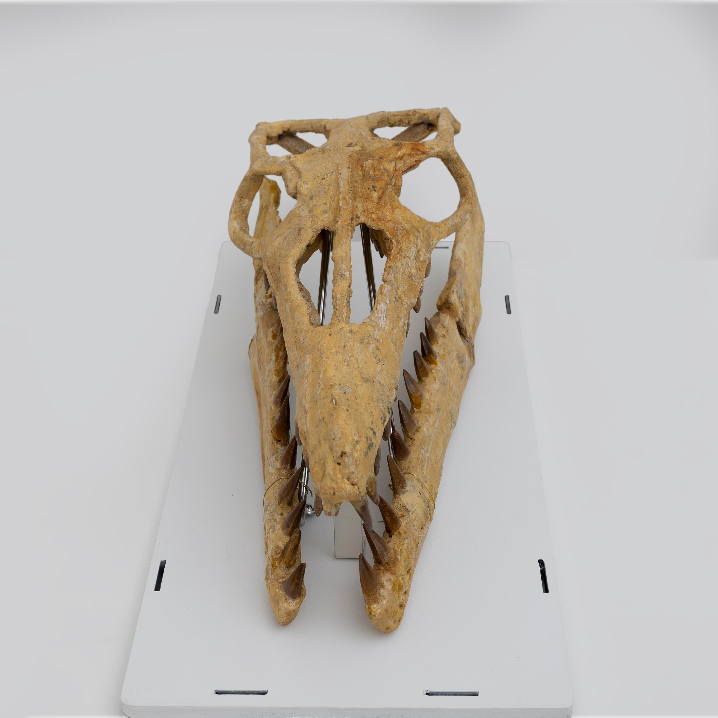 18th Century and Earlier Fossilised Skull of Prehistoric Marine Reptile the Mosasaur, 70Million Years Ago For Sale