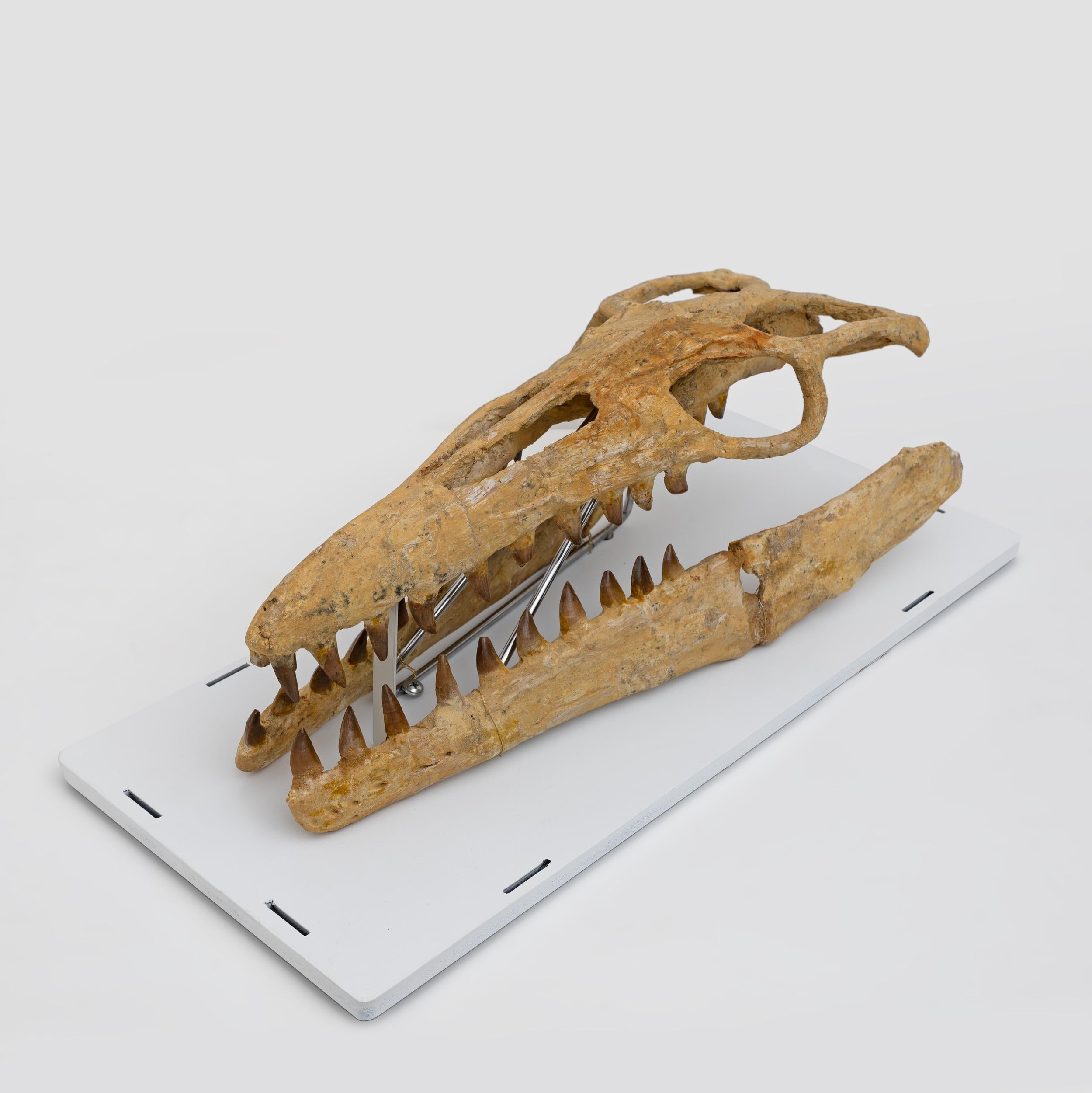 Bone Fossilised Skull of Prehistoric Marine Reptile the Mosasaur, 70Million Years Ago For Sale