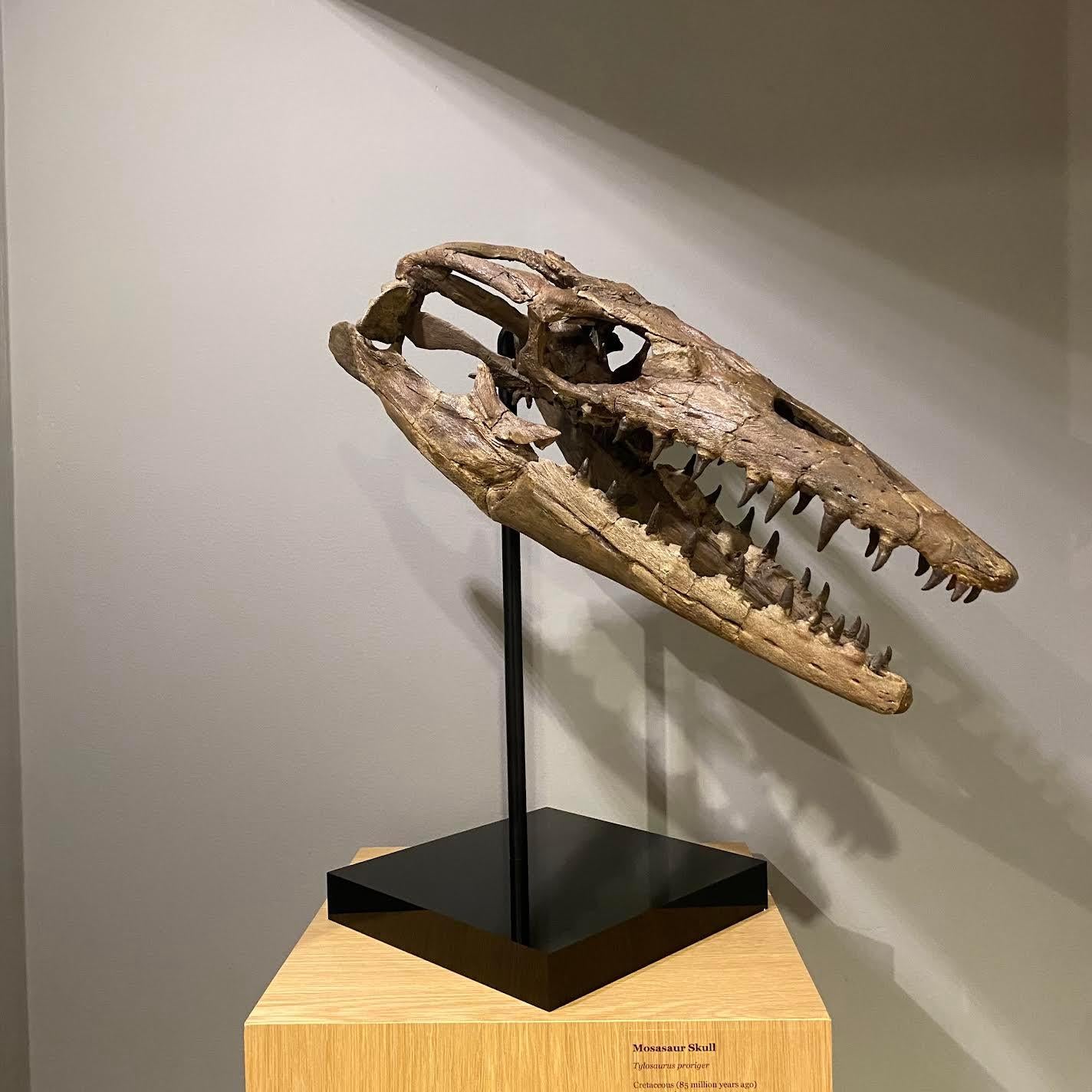 Fossilised Skull of Prehistoric Marine Reptile the Mosasaur In Good Condition For Sale In Cambridge, GB