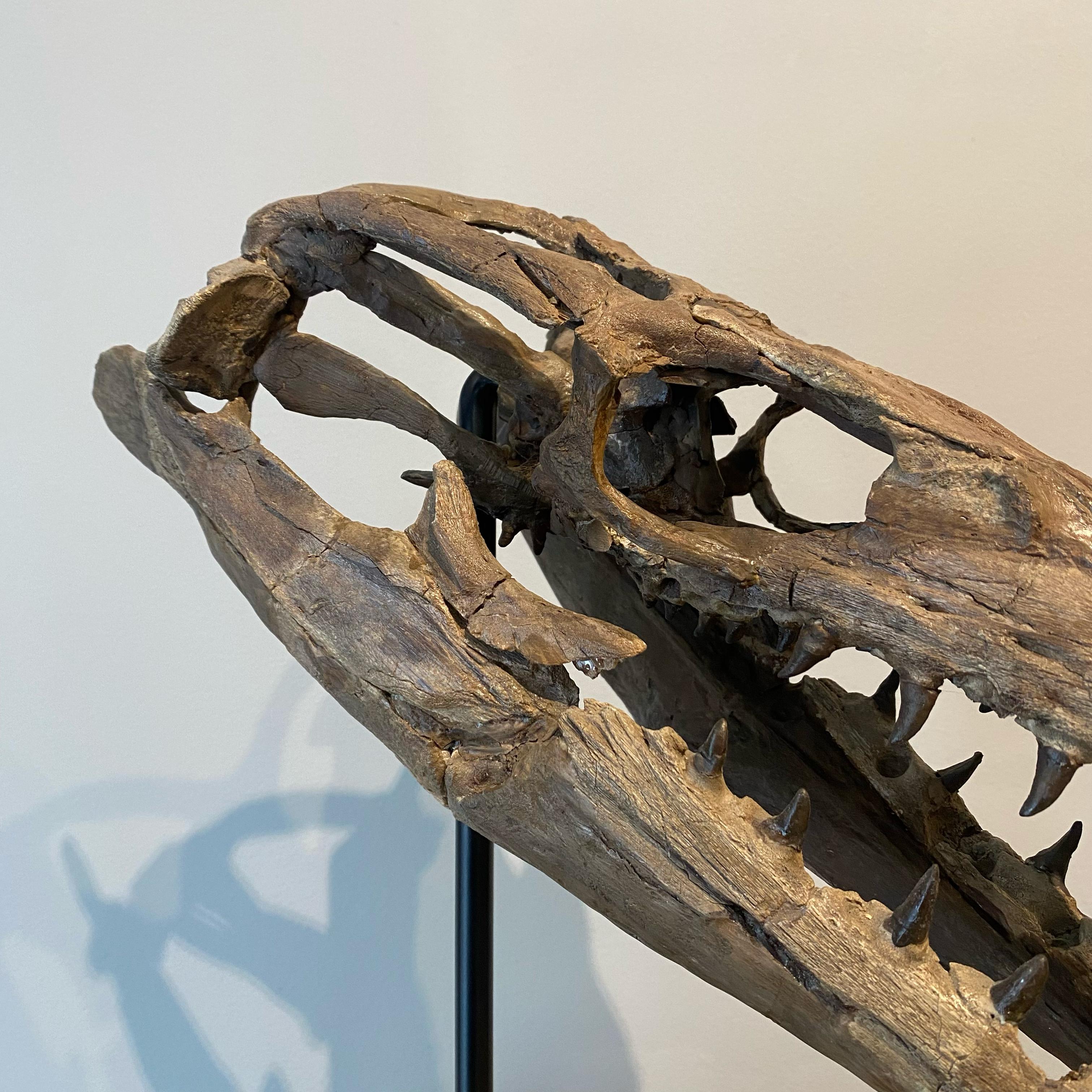 18th Century and Earlier Fossilised Skull of Prehistoric Marine Reptile the Mosasaur For Sale