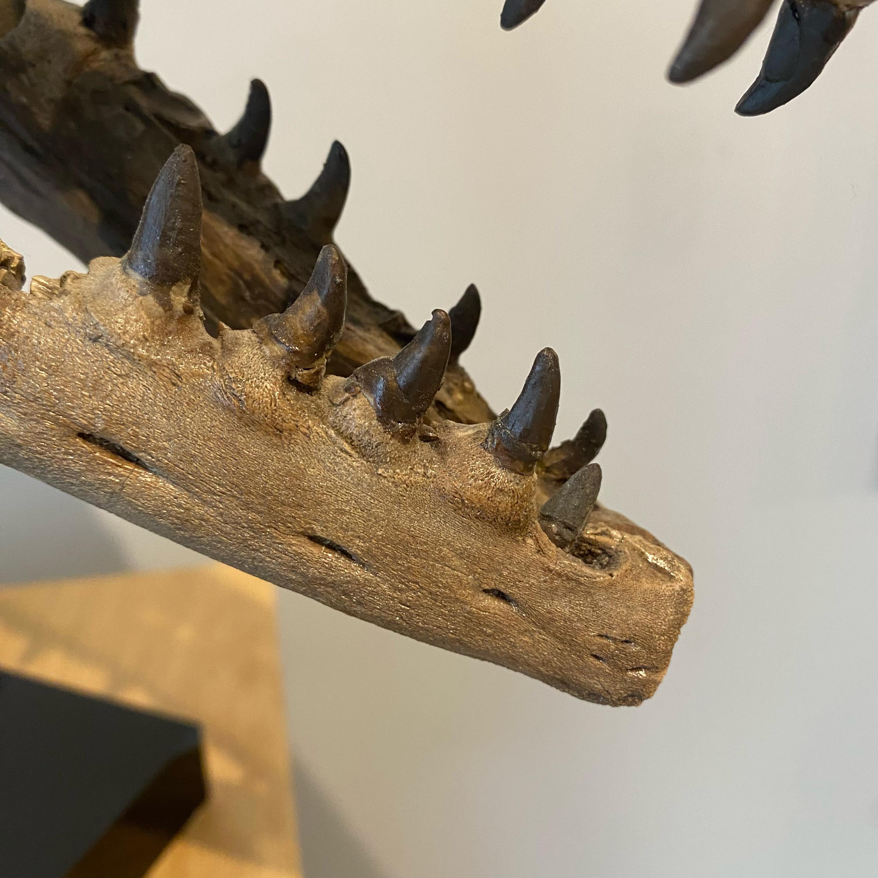 Bone Fossilised Skull of Prehistoric Marine Reptile the Mosasaur For Sale