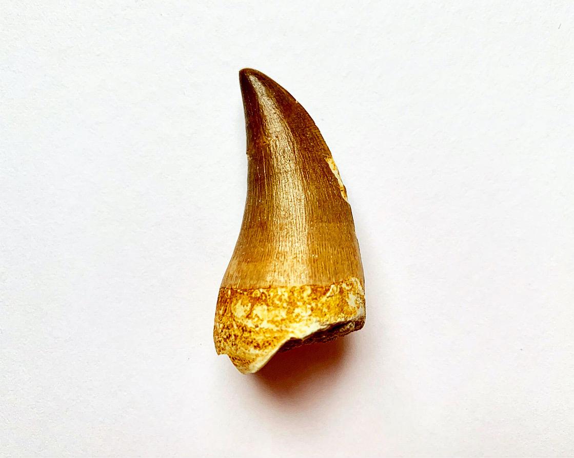 Fossilised Mosasaur Tooth from Morocco, Circa 85 million years old. Sold with embossed E.O gift box

Natural History. From rare dinosaur skulls and Stone Age tools to the world’s earliest animals that date back millions of years, the Extraordinary
