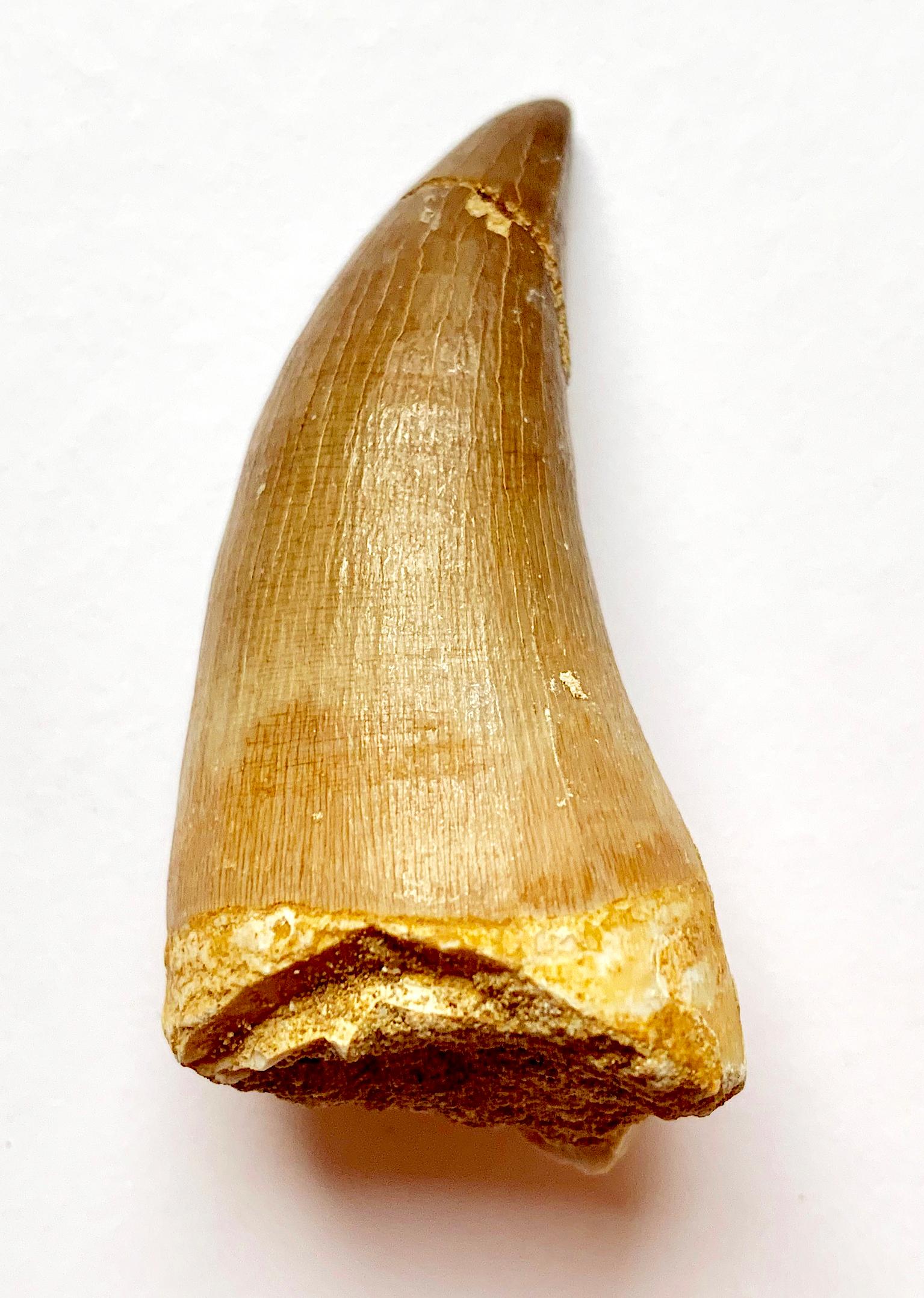 Fossilised mosasaur tooth from Morocco, Circa 85 million years old. Sold with embossed E.O gift box

From rare dinosaur skulls and stone age tools to the world’s earliest animals that date back millions of years, the Extraordinary Objects